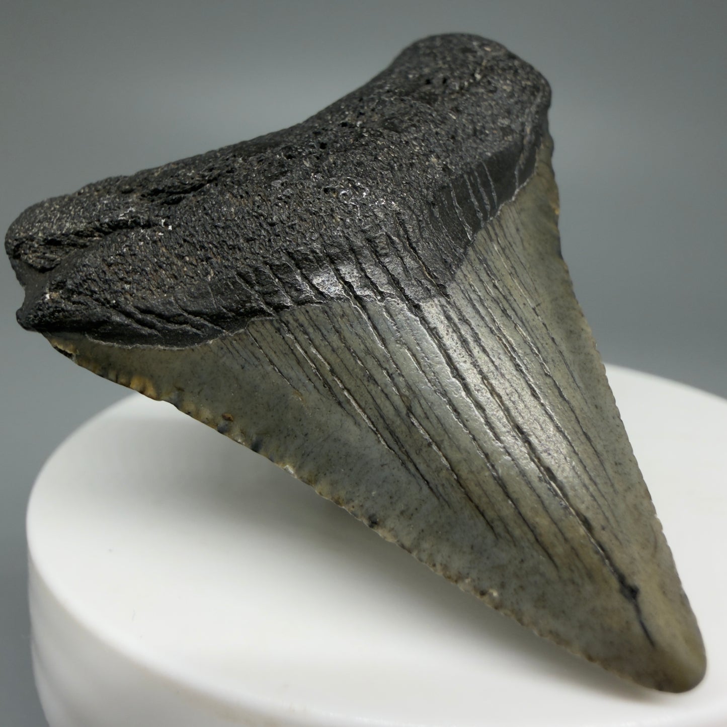 Front Left View 1.93" Colorful Fossil Megalodon Tooth – South Carolina River Find | Authentic CM5969