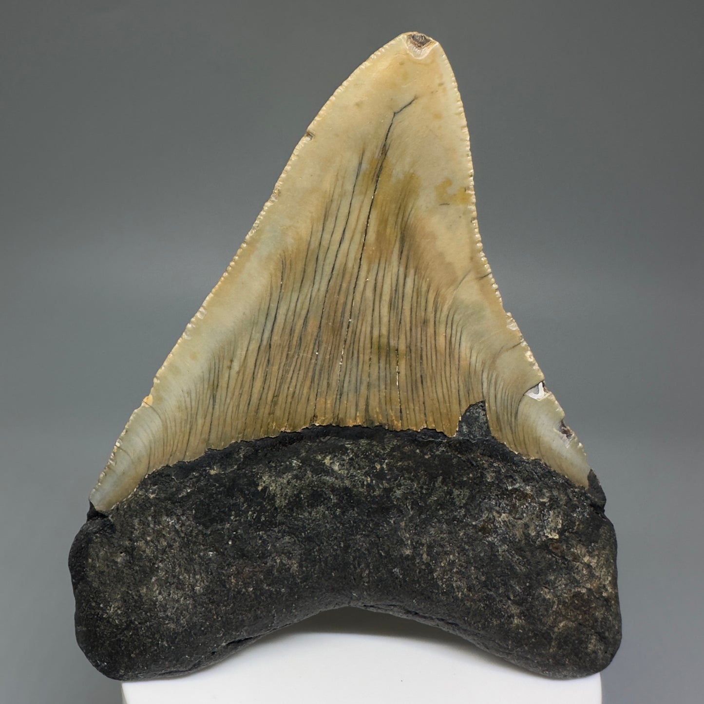 Colorful, affordable 3.93" Real Megalodon Tooth from North Carolina CM5212 - Back