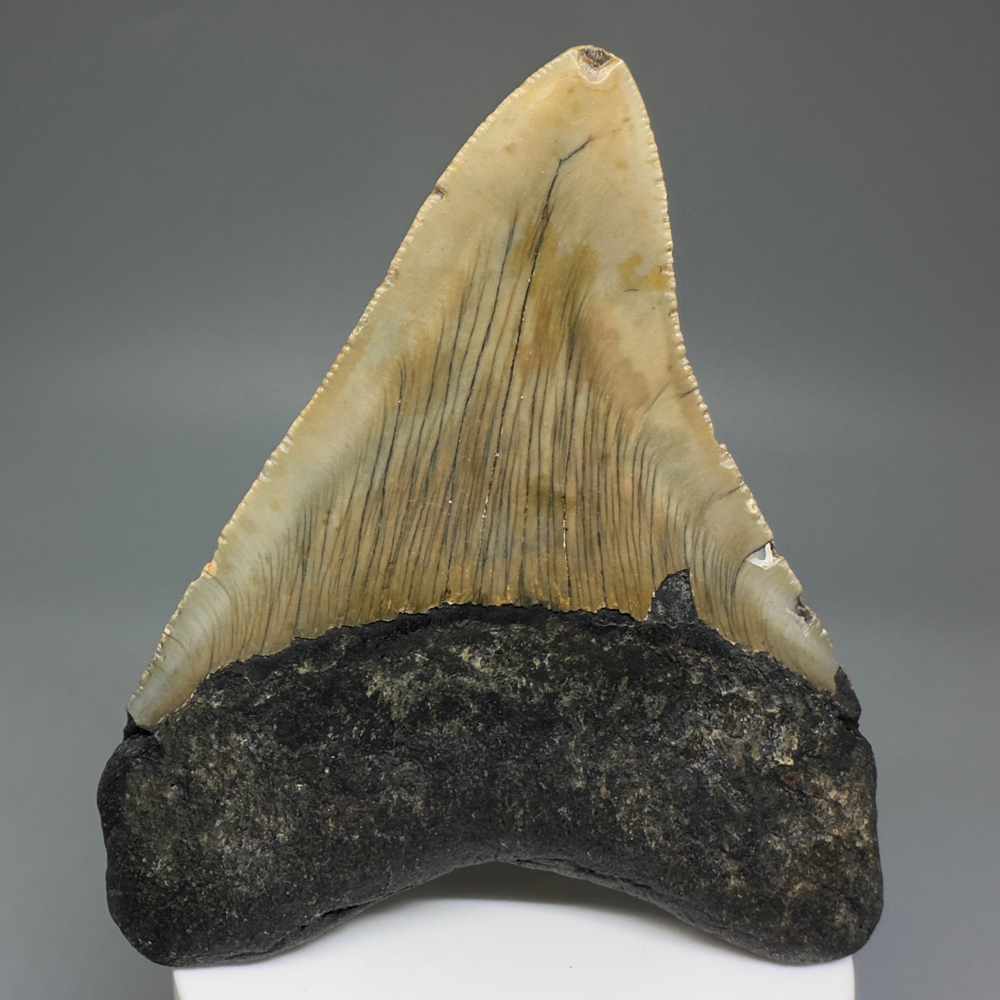 Colorful, affordable 3.93" Real Megalodon Tooth from North Carolina CM5212 - Back