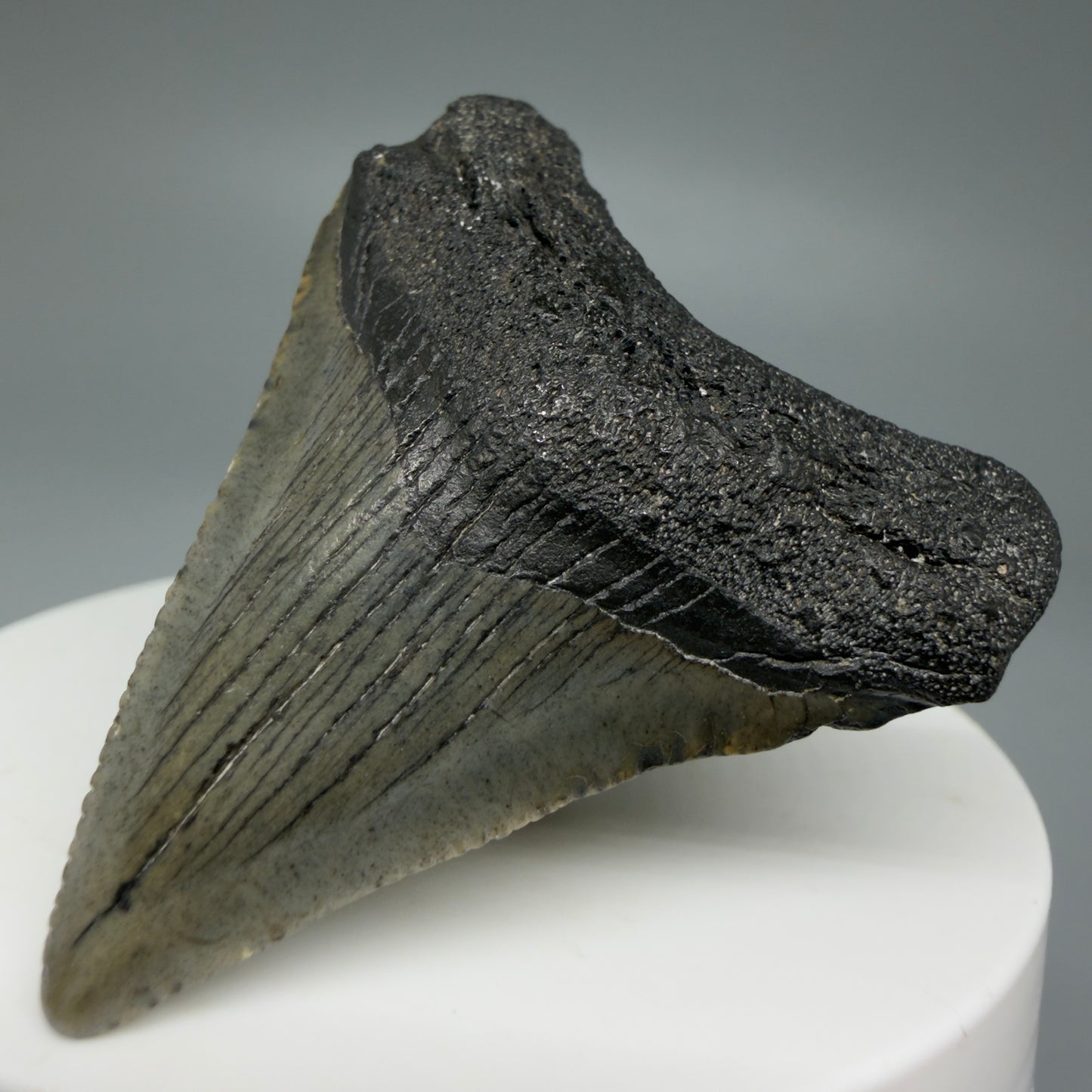 Front Right View 1.93" Colorful Fossil Megalodon Tooth – South Carolina River Find | Authentic CM5969