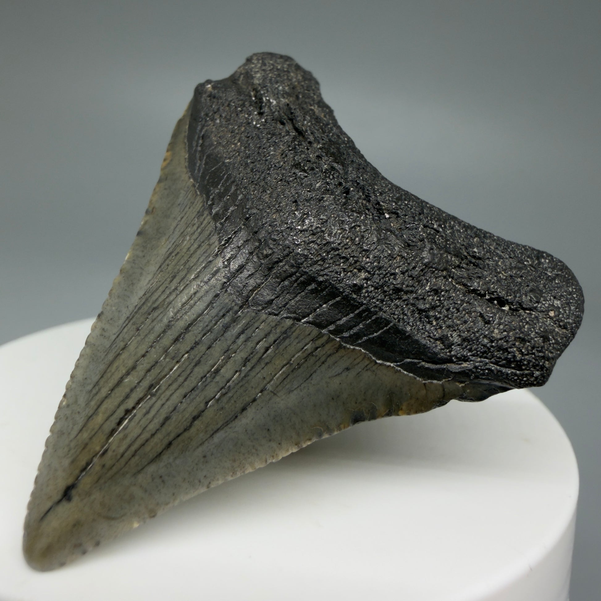 Front Right View 1.93" Colorful Fossil Megalodon Tooth – South Carolina River Find | Authentic CM5969