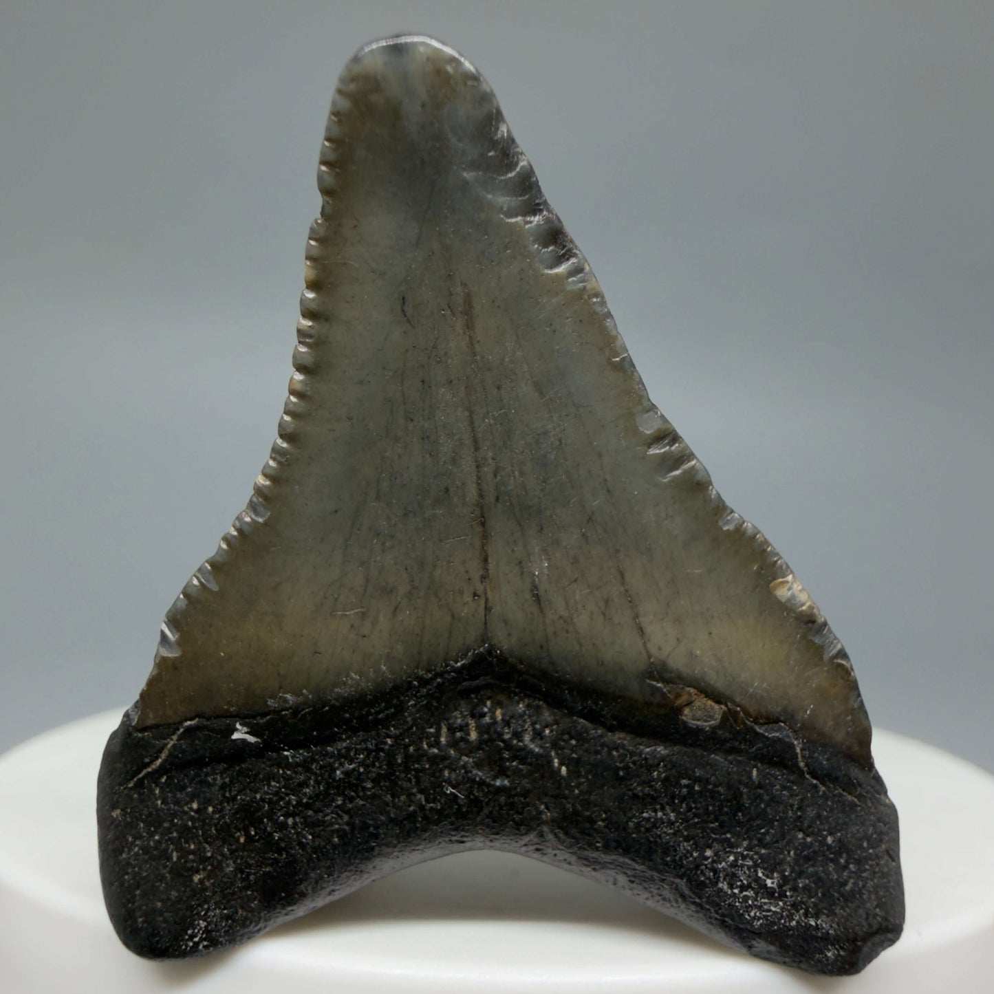 Back View Baby 1.59" Colorful Fossil Megalodon Tooth – South Carolina River Find | Authentic Megalodon Tooth CM6429