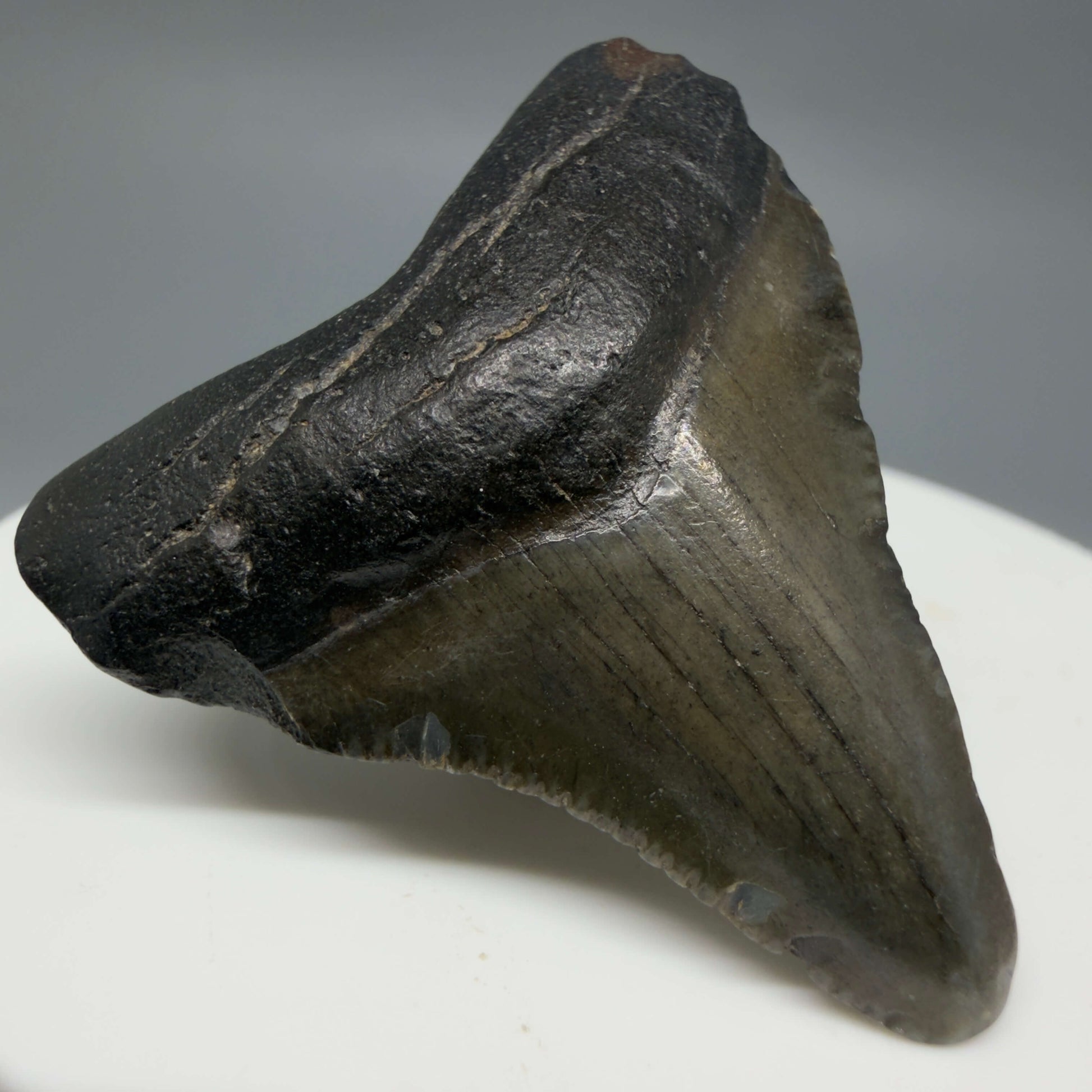 Front Left View Baby 1.59" Colorful Fossil Megalodon Tooth – South Carolina River Find | Authentic Megalodon Tooth CM6429