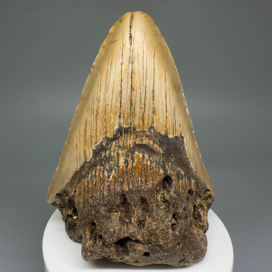 Colorful, affordable 3.47" Real Megalodon Tooth from North Carolina CM5214 - Front