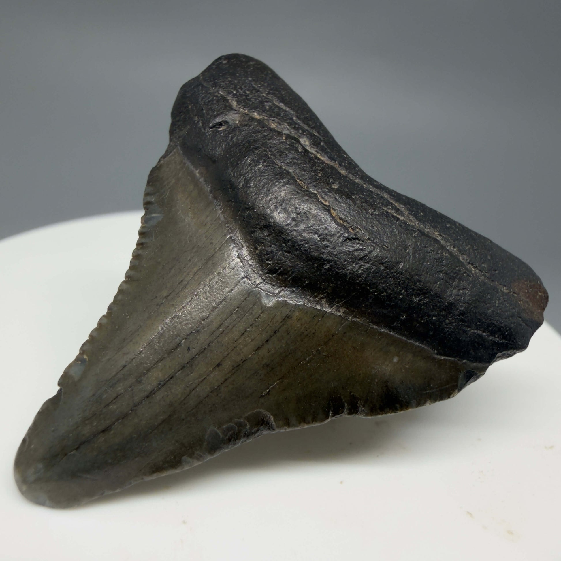 Front Right View Baby 1.59" Colorful Fossil Megalodon Tooth – South Carolina River Find | Authentic Megalodon Tooth CM6429