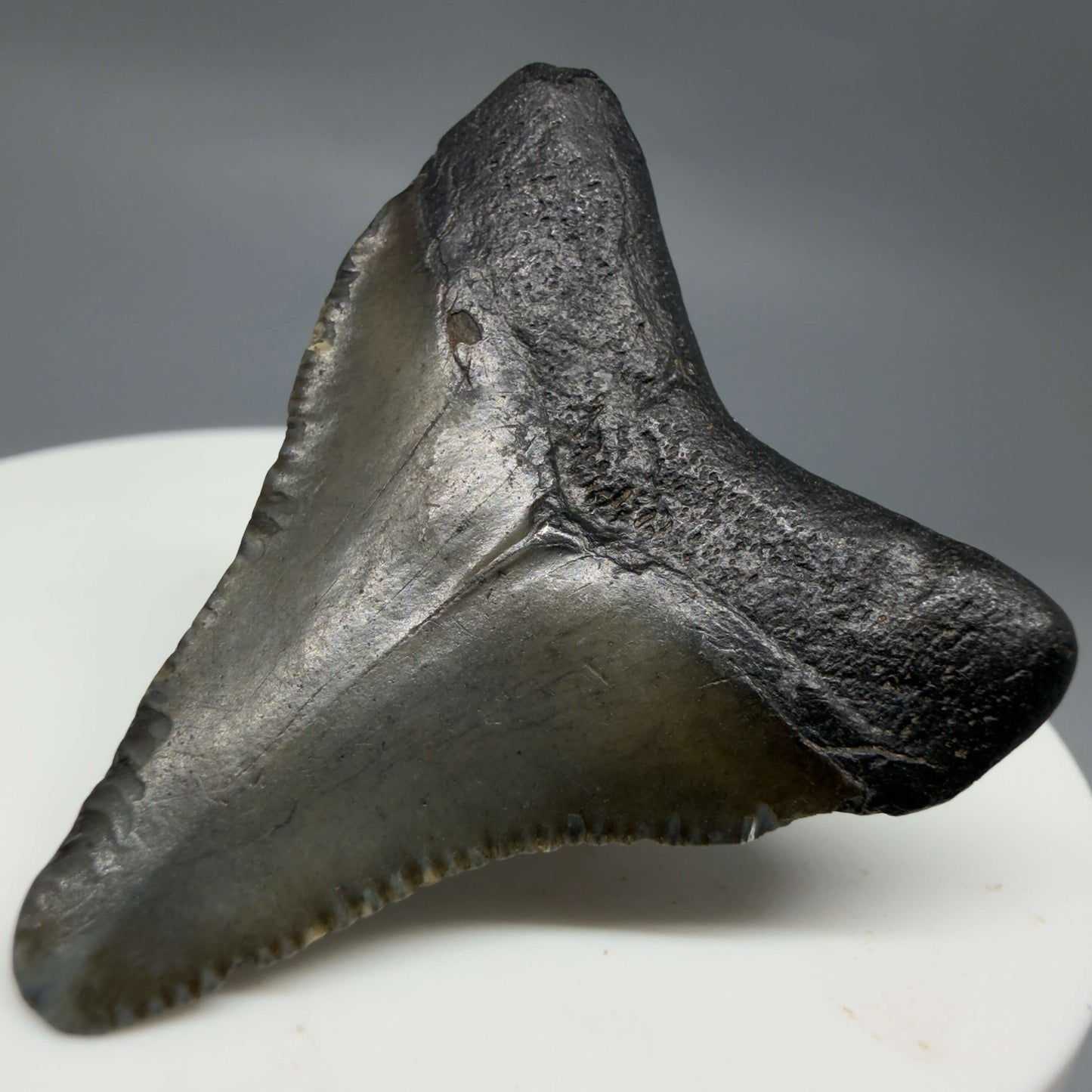 Back Right View Baby 1.59" Colorful Fossil Megalodon Tooth – South Carolina River Find | Authentic Megalodon Tooth CM6429
