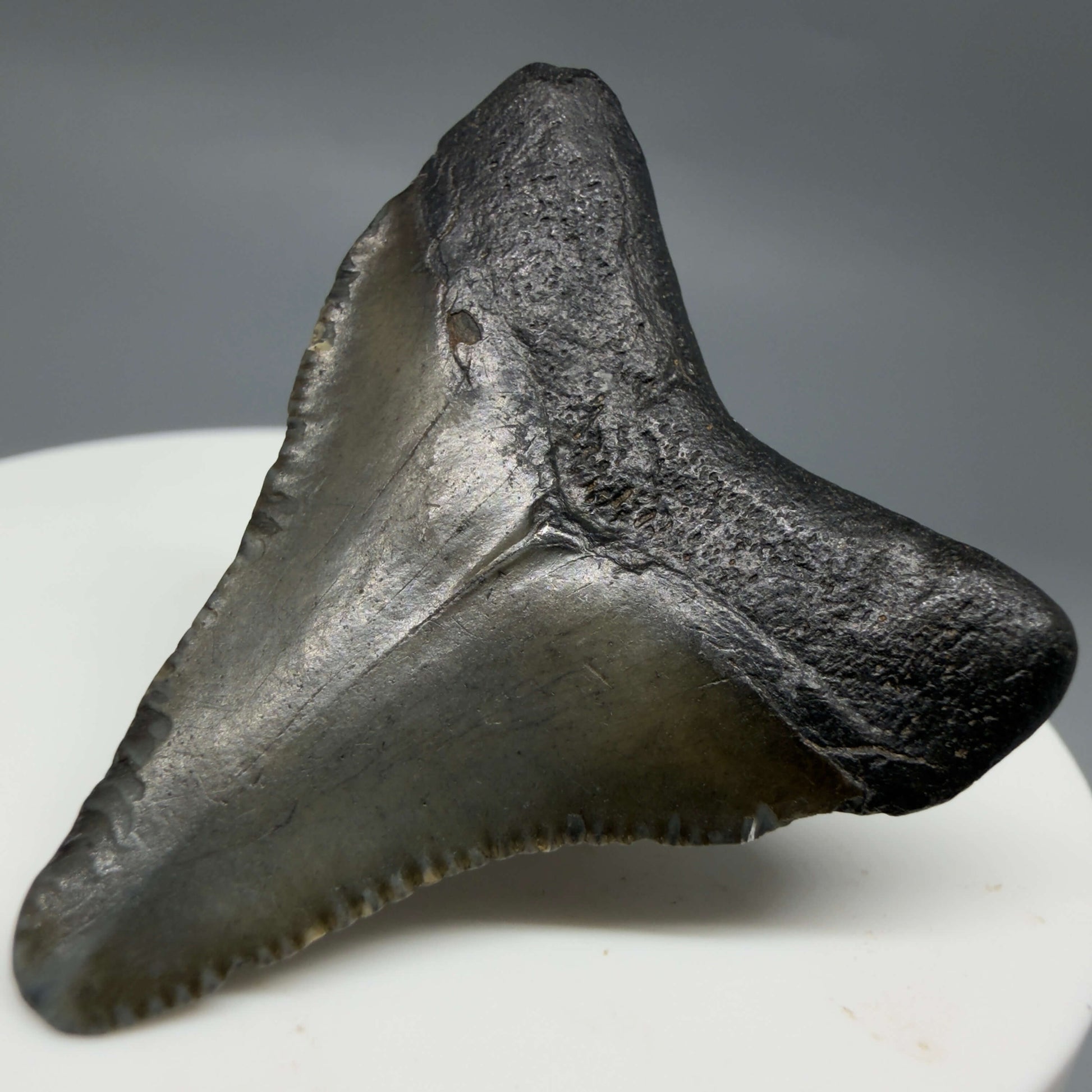 Back Right View Baby 1.59" Colorful Fossil Megalodon Tooth – South Carolina River Find | Authentic Megalodon Tooth CM6429