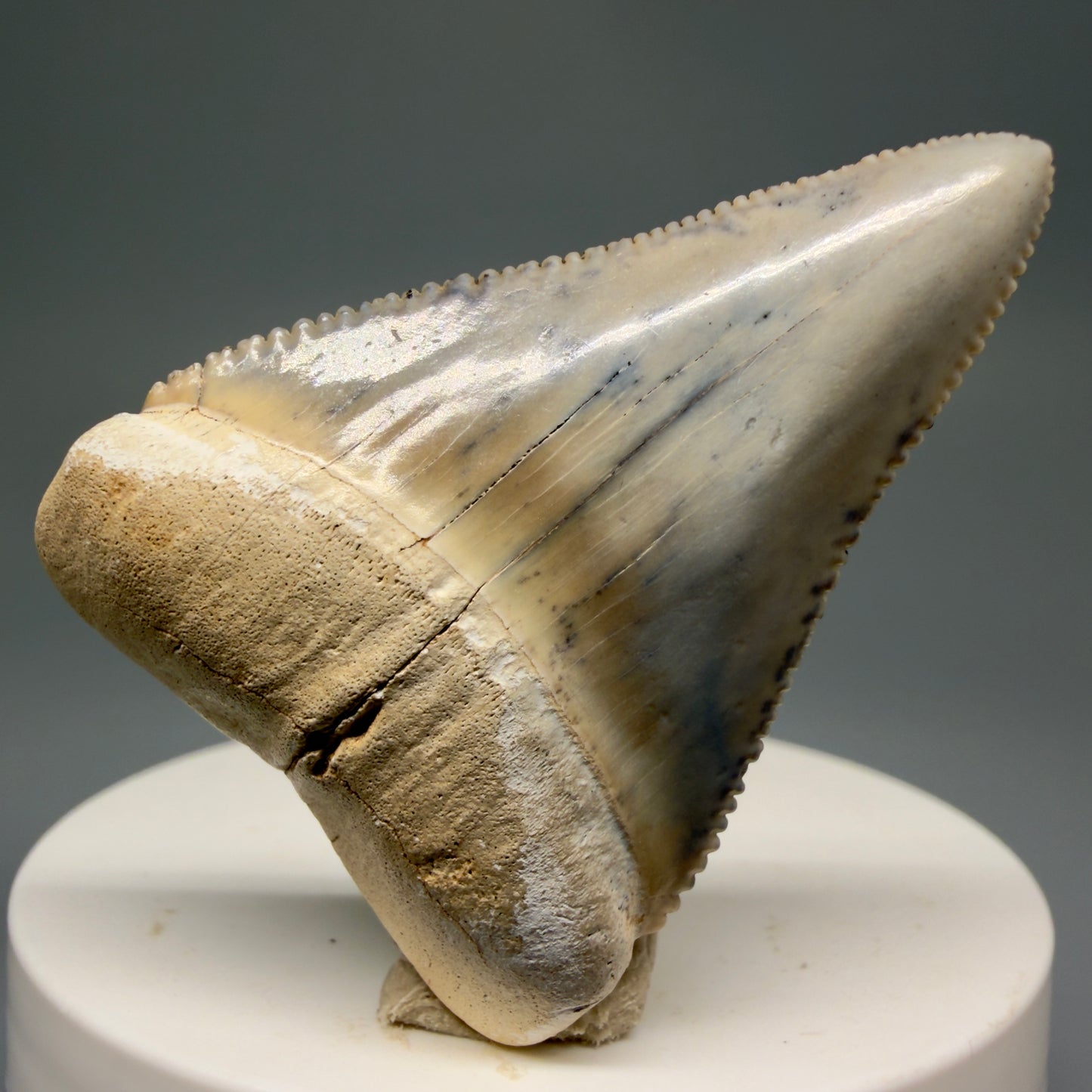Front View Stunning, colorful 2.03" long Fossil Great White Tooth from the deserts of Peru GW1255 - 2