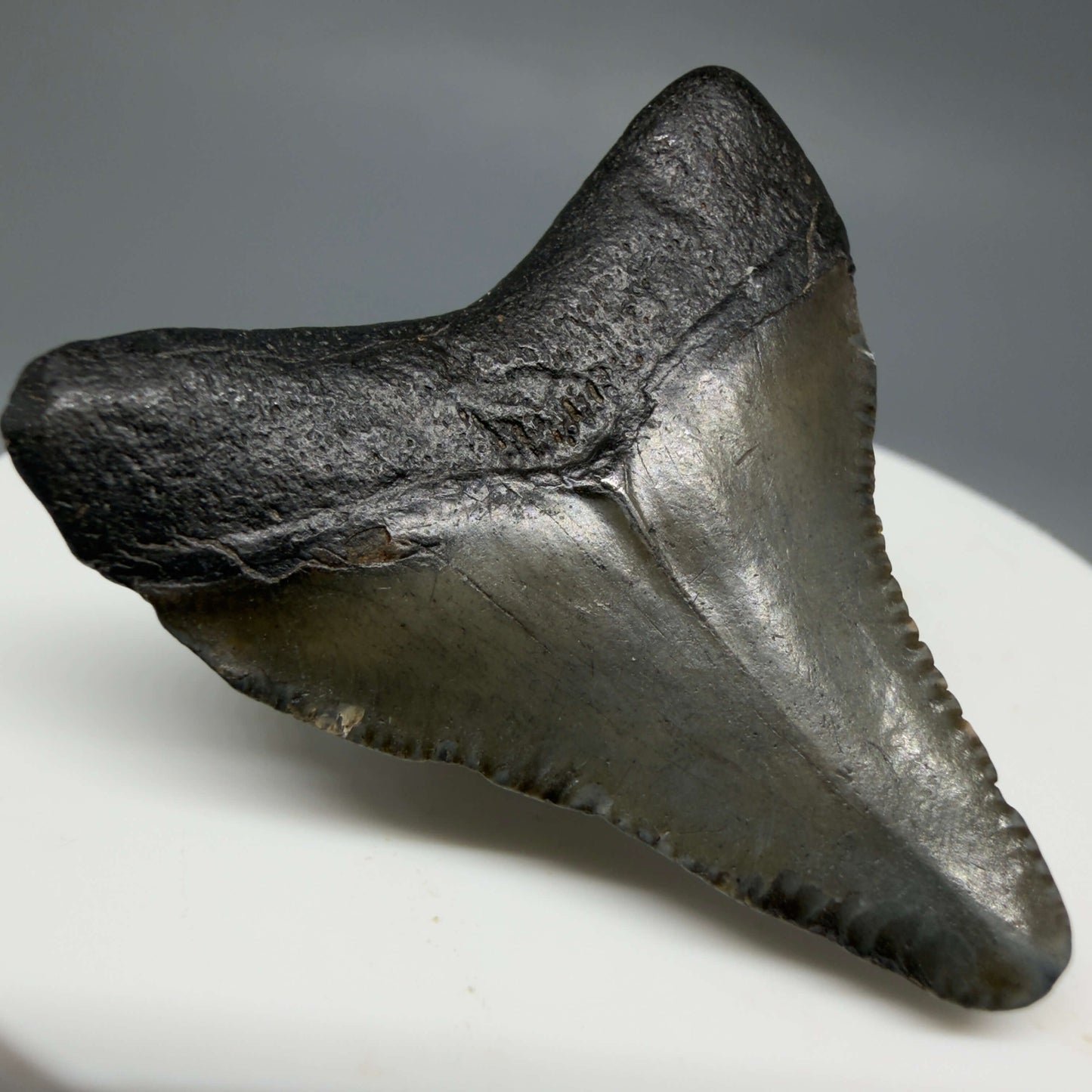 Back Left View Baby 1.59" Colorful Fossil Megalodon Tooth – South Carolina River Find | Authentic Megalodon Tooth CM6429