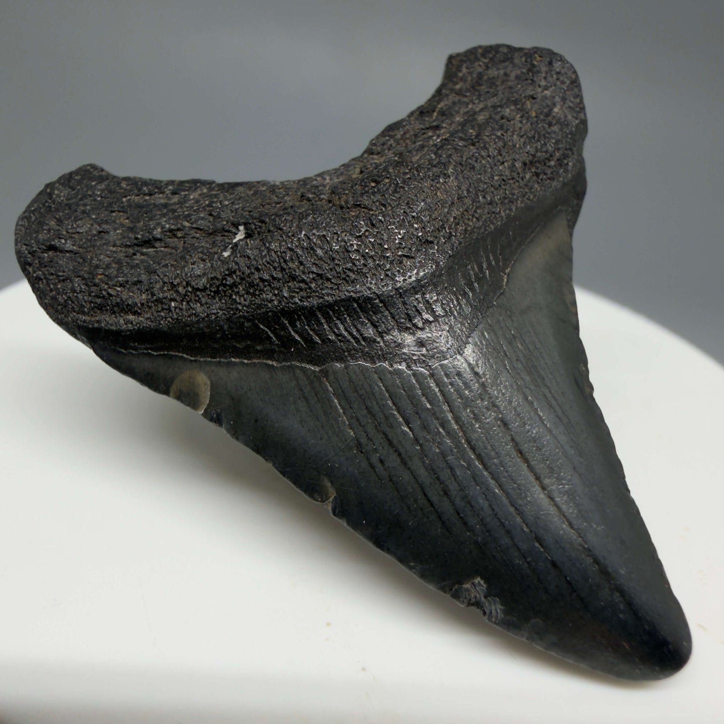 Front Left View Baby 1.77" Colorful Fossil Megalodon Tooth – South Carolina River Find | Authentic Megalodon Tooth CM6430