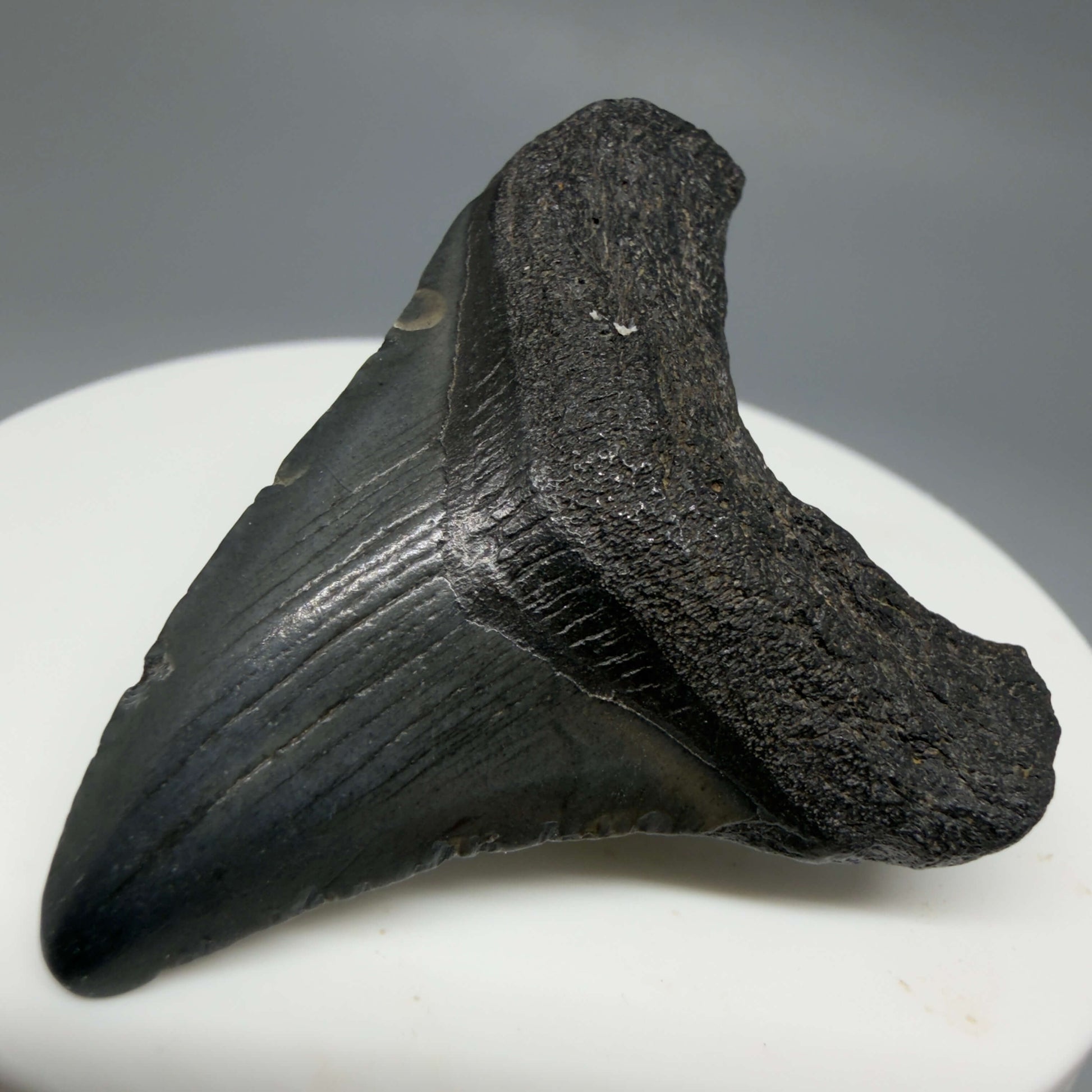 Front Right View Baby 1.77" Colorful Fossil Megalodon Tooth – South Carolina River Find | Authentic Megalodon Tooth CM6430