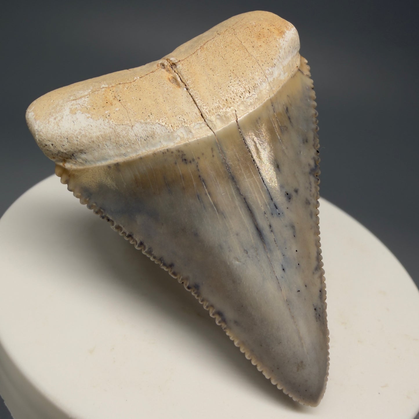 Front Left View Stunning, colorful 2.03" long Fossil Great White Tooth from the deserts of Peru GW1255 