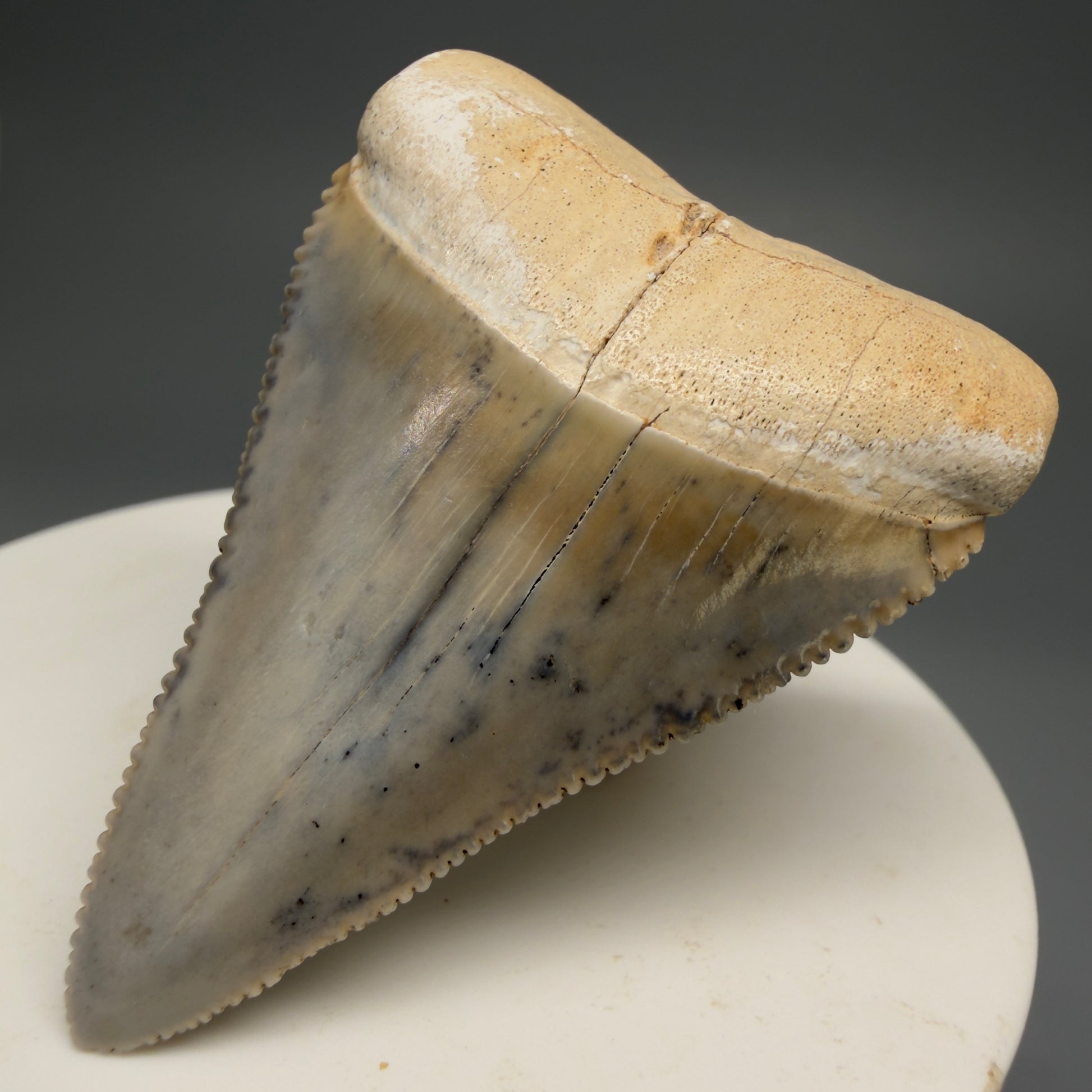 Front Right View Stunning, colorful 2.03" long Fossil Great White Tooth from the deserts of Peru GW1255