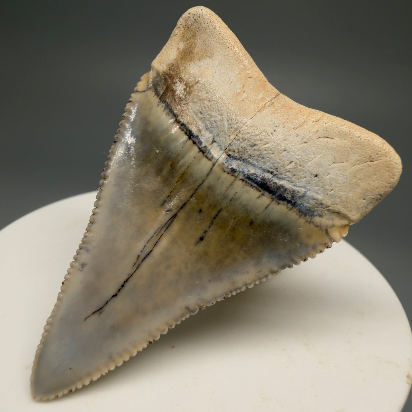 Back Right View Stunning, colorful 2.03" long Fossil Great White Tooth from the deserts of Peru GW1255