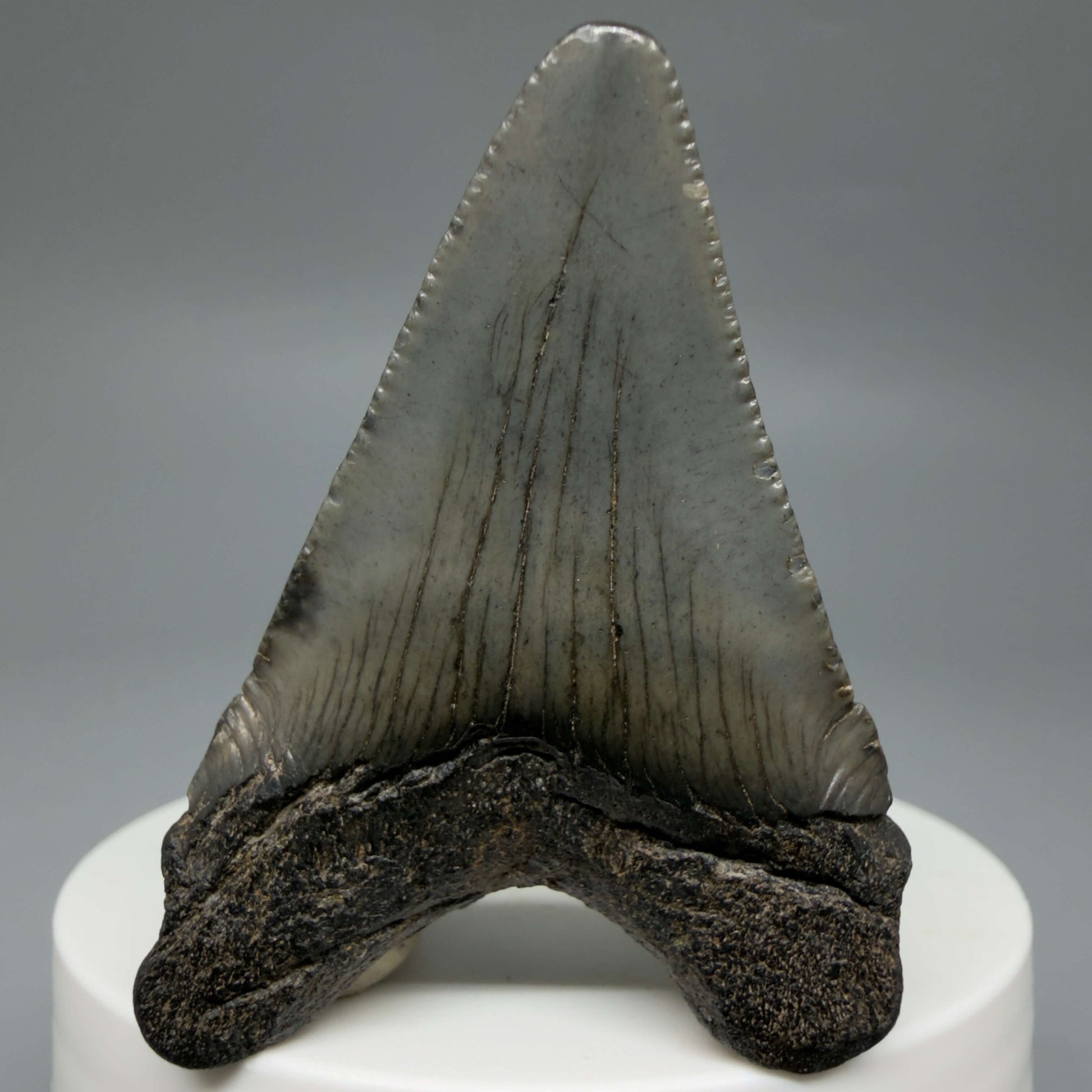 Back View Colorful 2.10" Fossil Megalodon Tooth – South Carolina River Find | Authentic CM6431