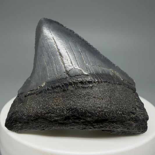 Front View 1.78" Dark colors Posterior Fossil Megalodon Tooth – South Carolina River Find | Authentic CM5967