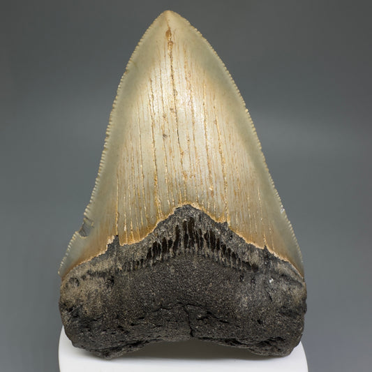 Beautiful Prints Serrated 3.95" Real Megalodon Tooth from North Carolina CM5223 - Front
