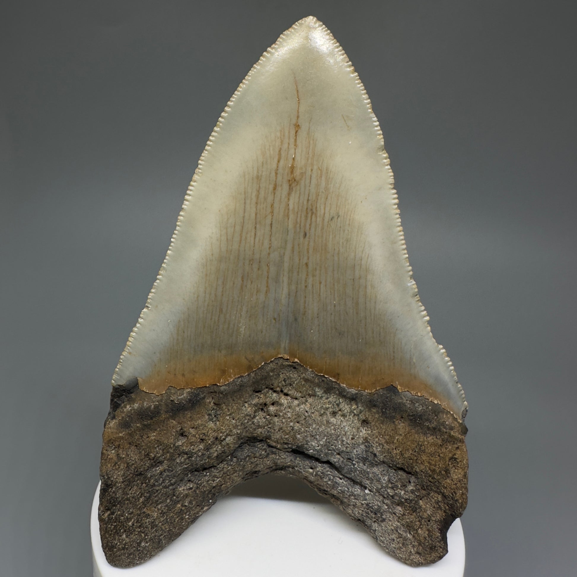 Beautiful Prints Serrated 3.95" Real Megalodon Tooth from North Carolina CM5223 - Back 