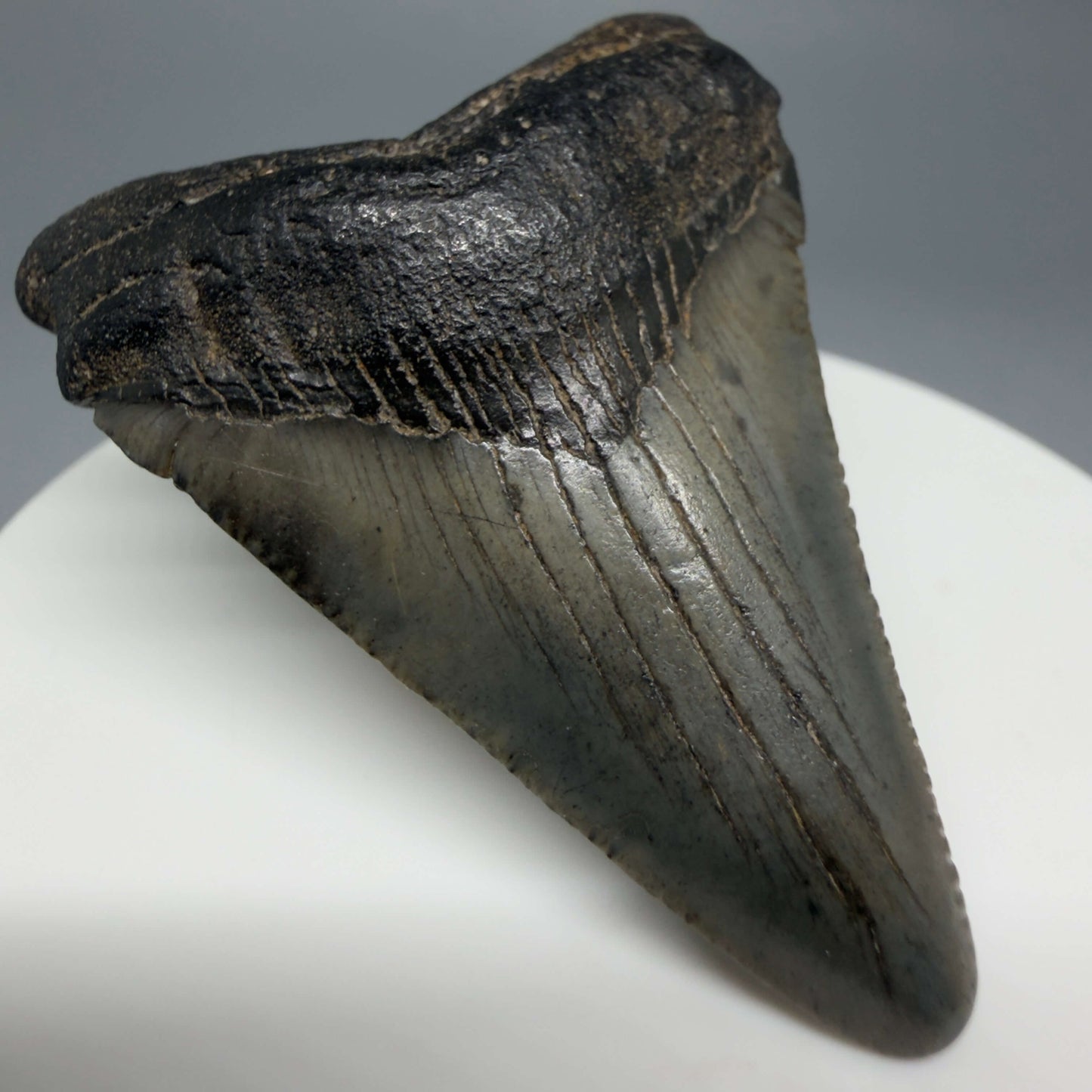 Front Left View Colorful 2.10" Fossil Megalodon Tooth – South Carolina River Find | Authentic CM6431