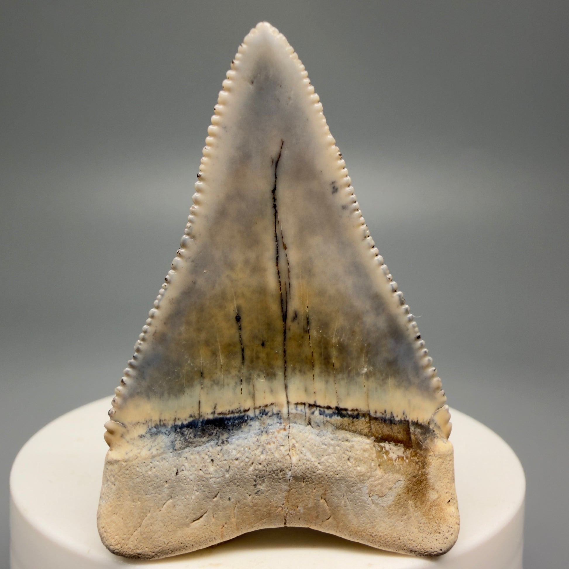 Back View Stunning, colorful 2.03" long Fossil Great White Tooth from the deserts of Peru GW1255