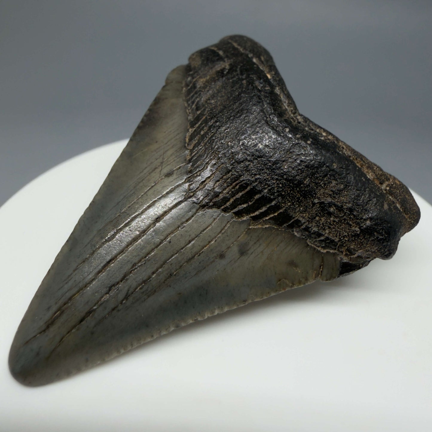 Front Right View Colorful 2.10" Fossil Megalodon Tooth – South Carolina River Find | Authentic CM6431