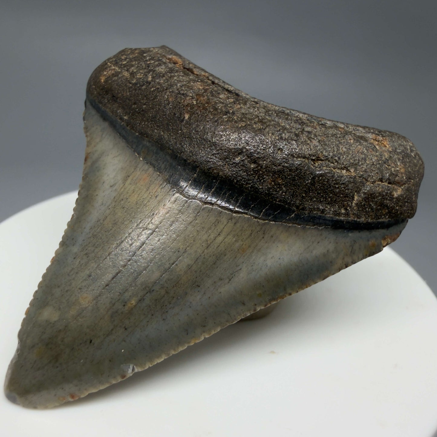 Front Right View Colorful, serrated 2.08" Fossil Megalodon Tooth – South Carolina River Find | Authentic CM6432