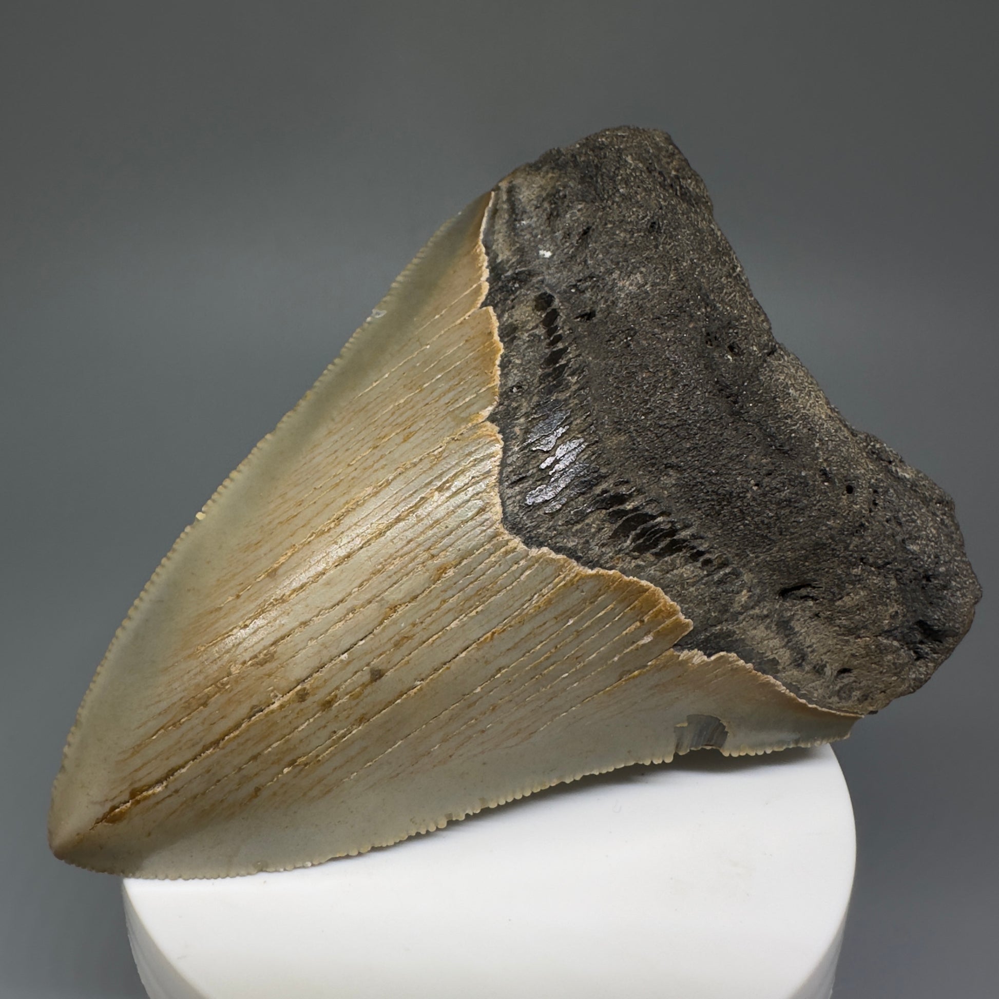 Beautiful Prints Serrated 3.95" Real Megalodon Tooth from North Carolina CM5223 - Front Right