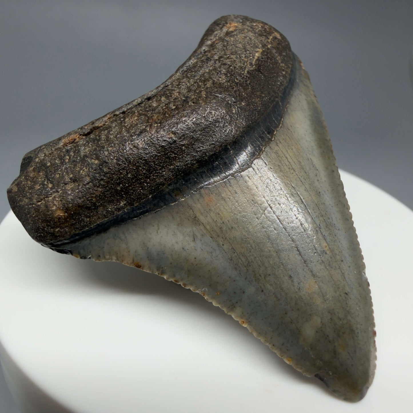 Front Left View Colorful, serrated 2.08" Fossil Megalodon Tooth – South Carolina River Find | Authentic CM6432