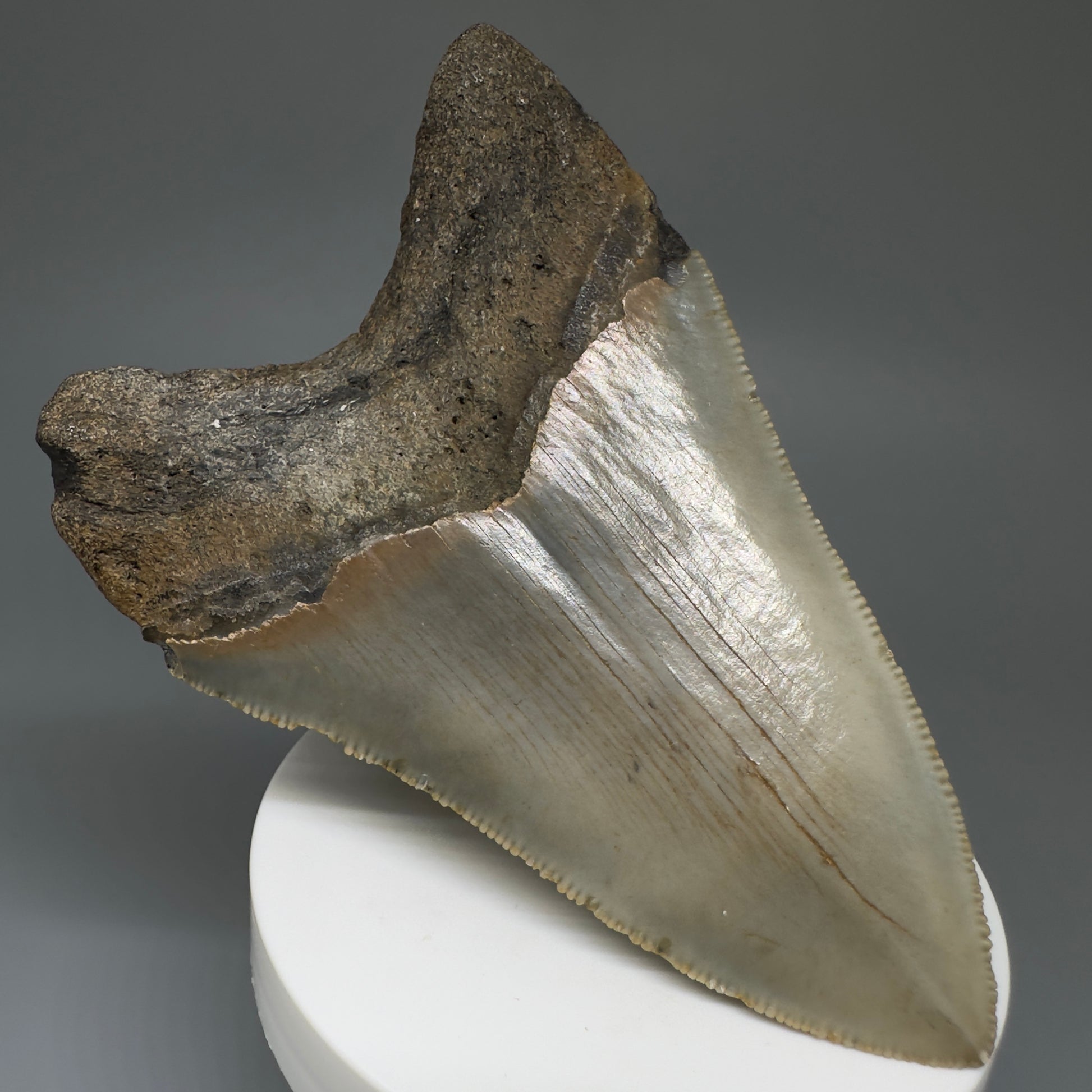 Beautiful Prints Serrated 3.95" Real Megalodon Tooth from North Carolina CM5223 - Back Left
