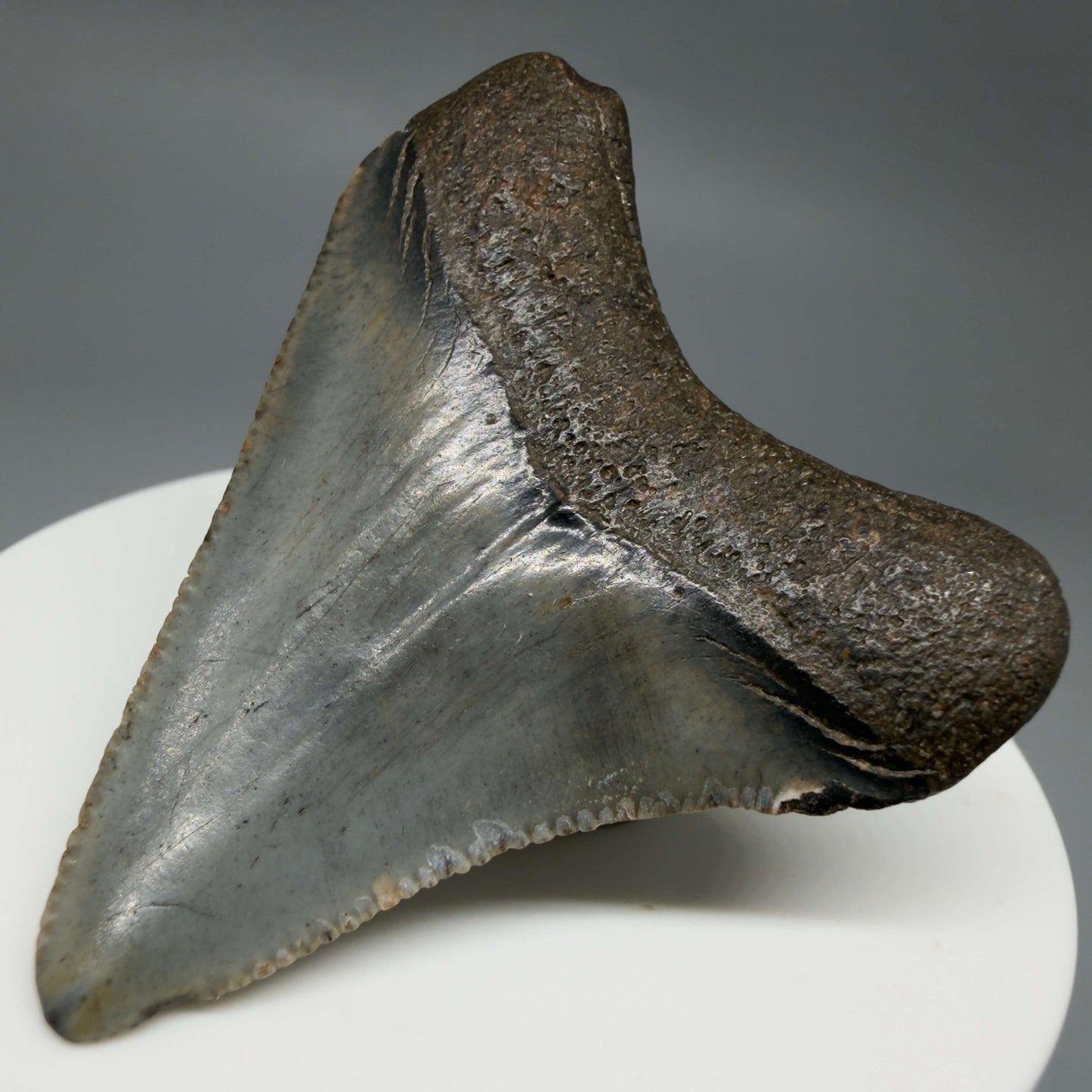 Back Right View Colorful, serrated 2.08" Fossil Megalodon Tooth – South Carolina River Find | Authentic CM6432