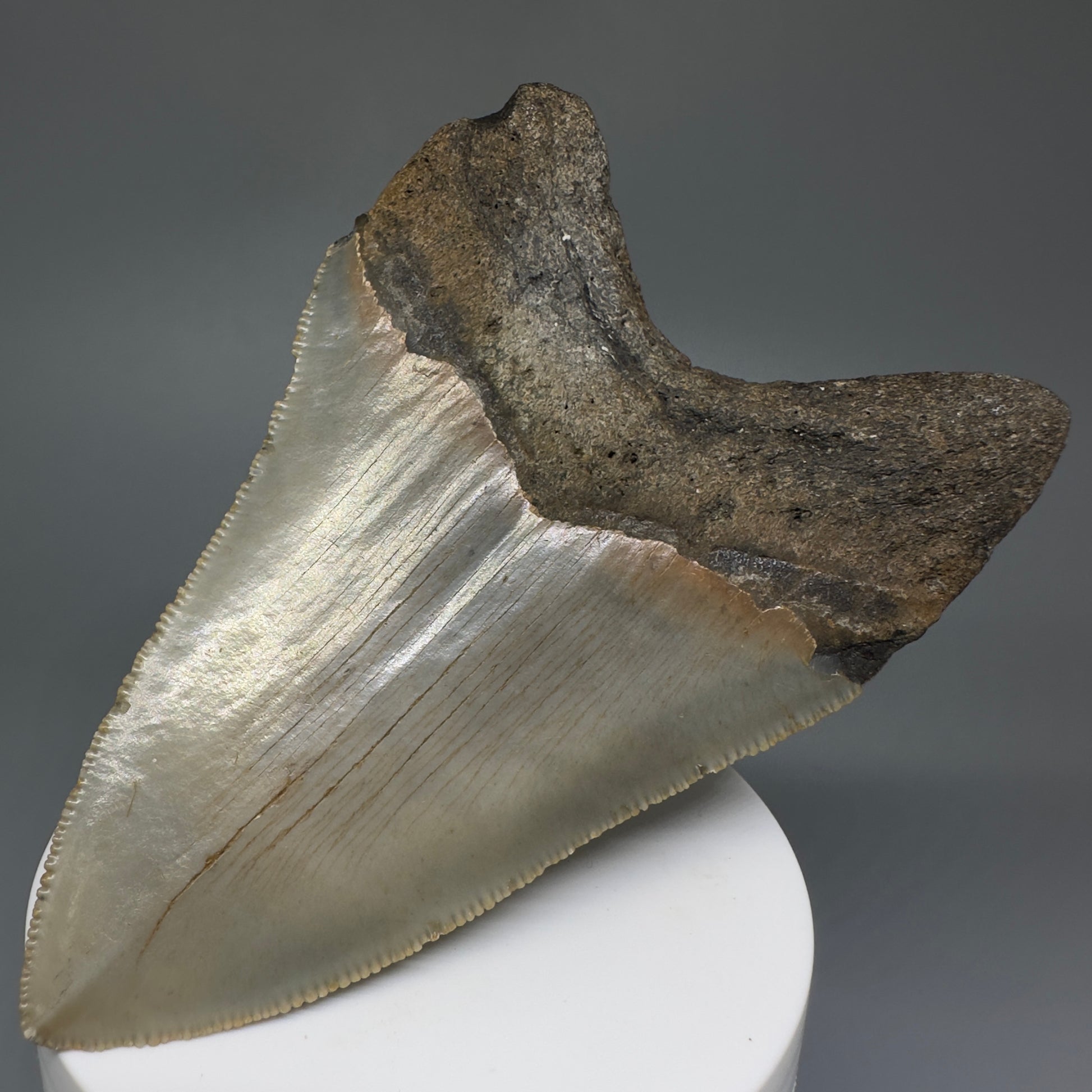 Beautiful Prints Serrated 3.95" Real Megalodon Tooth from North Carolina CM5223 - Back Right