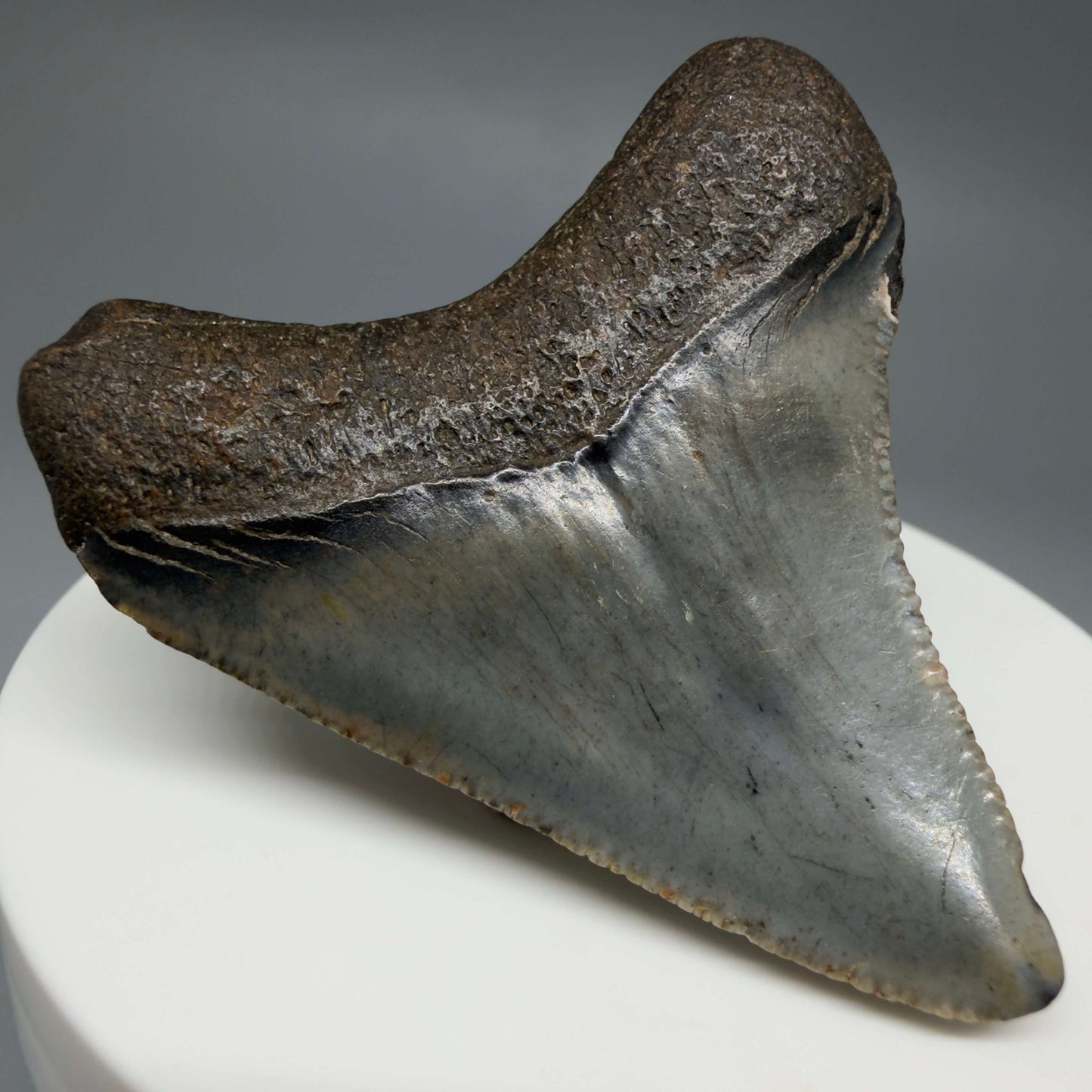 Back Left View Colorful, serrated 2.08" Fossil Megalodon Tooth – South Carolina River Find | Authentic CM6432