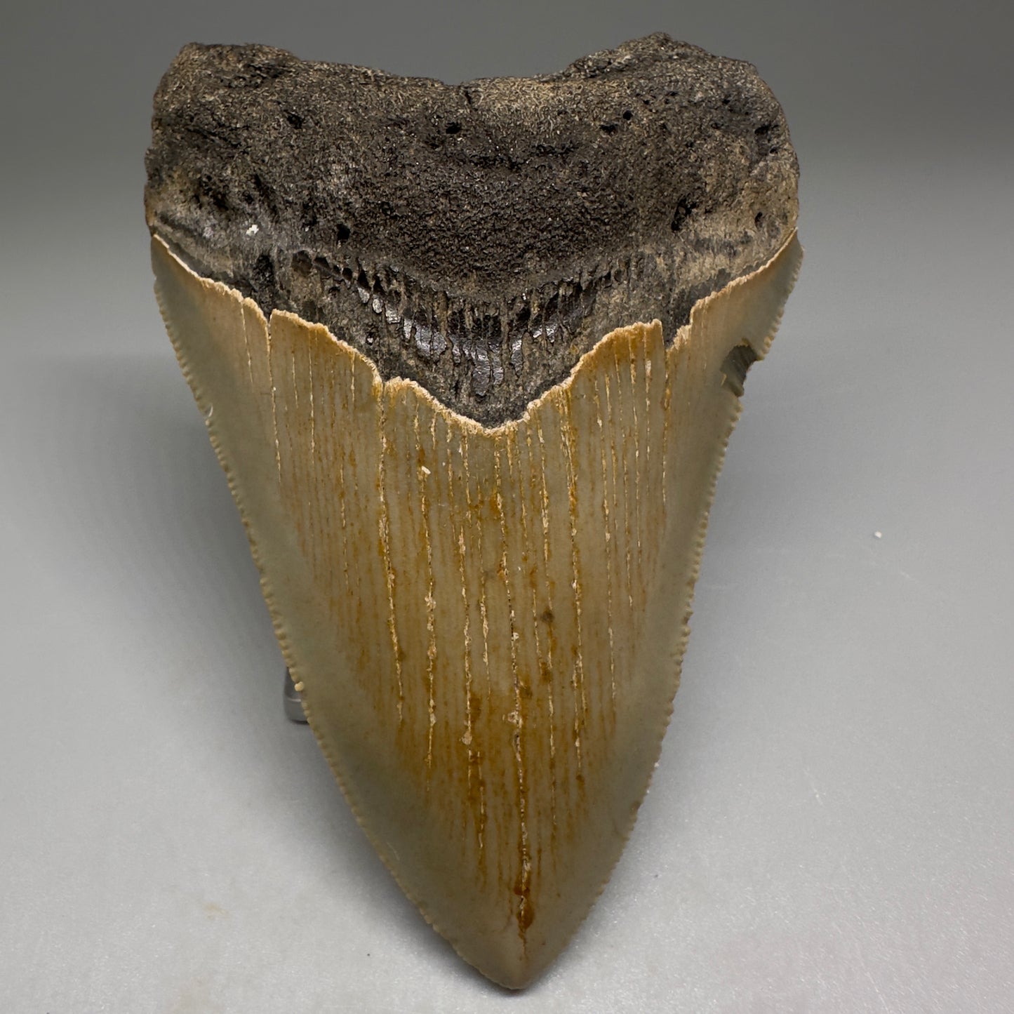 Beautiful Prints Serrated 3.95" Real Megalodon Tooth from North Carolina CM5223 - Front1
