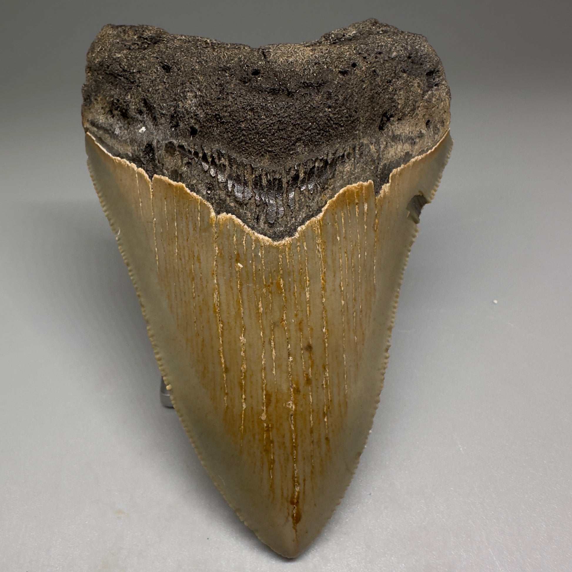 Beautiful Prints Serrated 3.95" Real Megalodon Tooth from North Carolina CM5223 - Front1