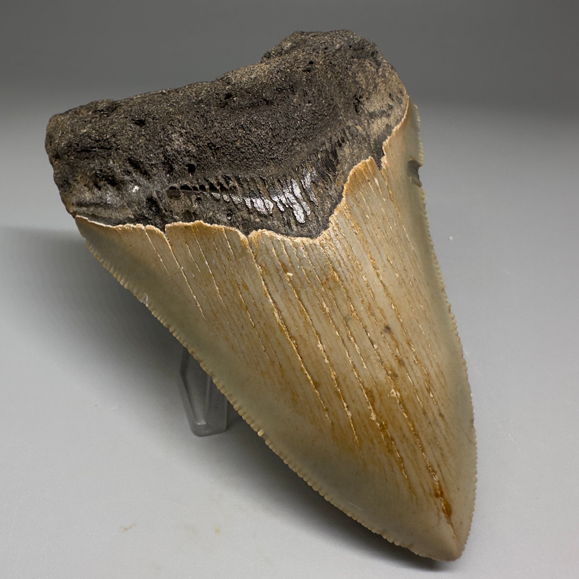 Beautiful Prints Serrated 3.95" Real Megalodon Tooth from North Carolina CM5223 - Front Left