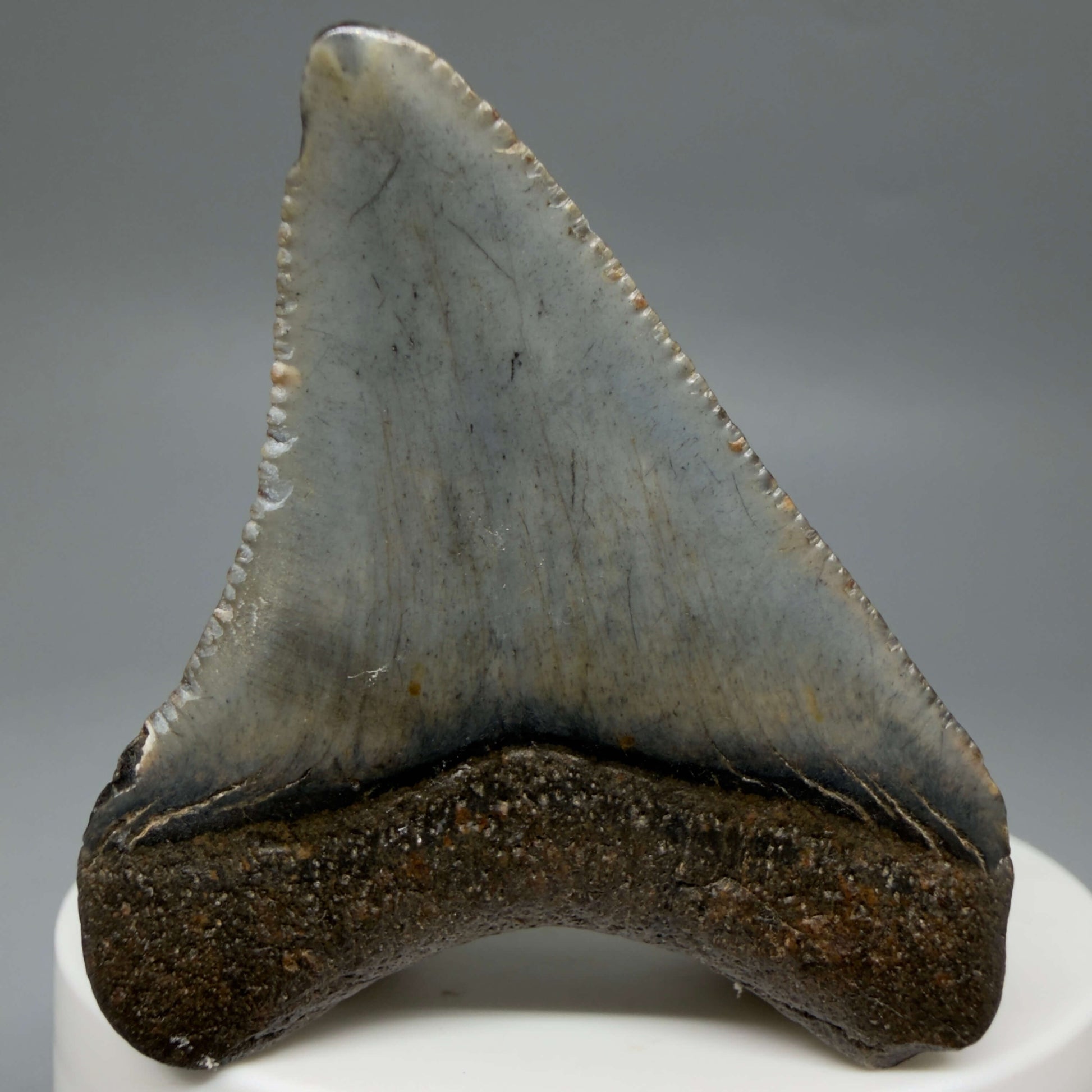 Back View Colorful, serrated 2.08" Fossil Megalodon Tooth – South Carolina River Find | Authentic CM6432