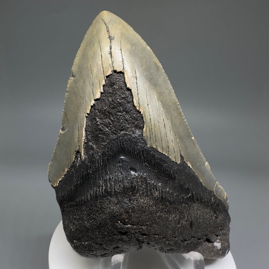 Colorful, affordable 3.92" Real Megalodon Tooth from North Carolina CM5213 - Front