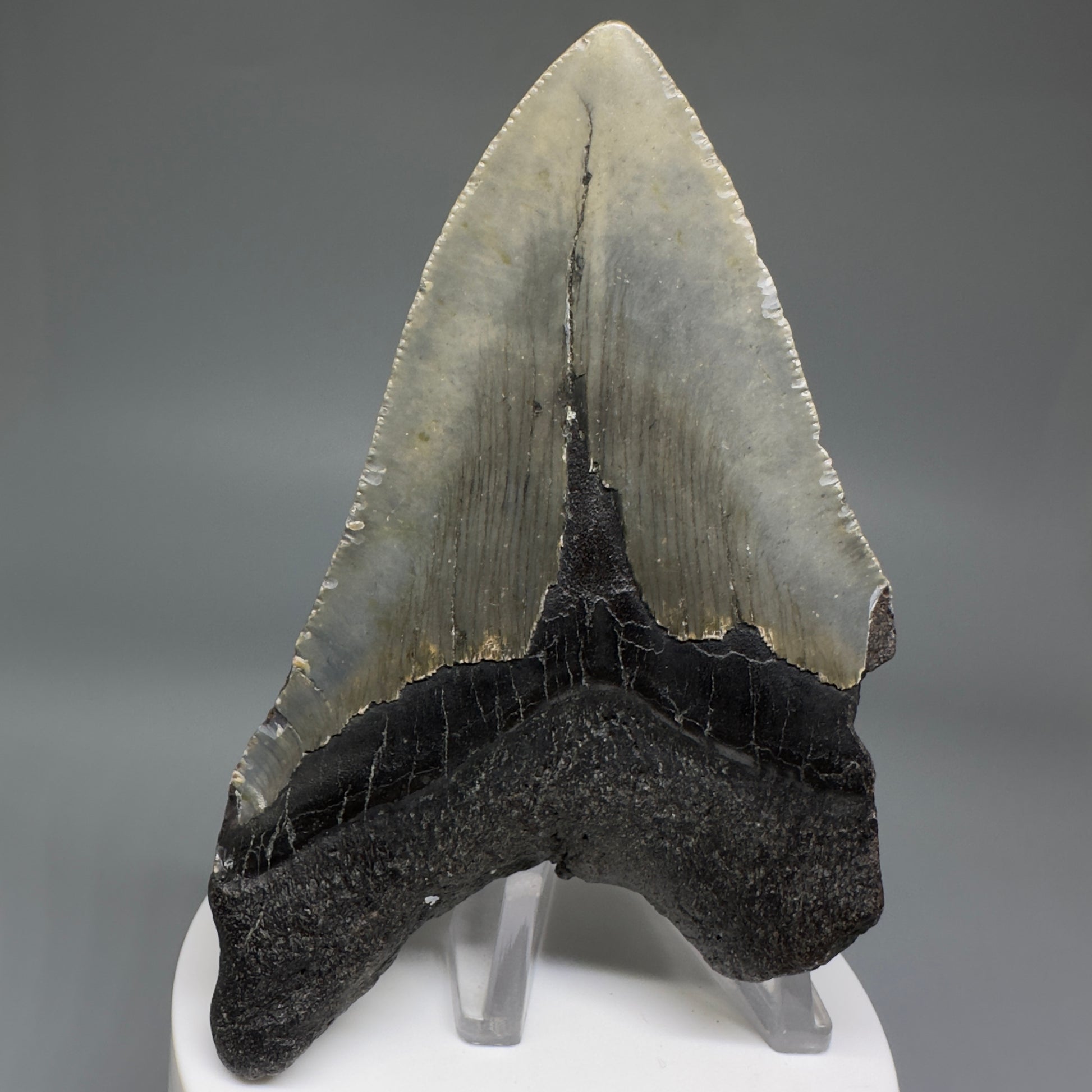 Colorful, affordable 3.92" Real Megalodon Tooth from North Carolina CM5213 - Back