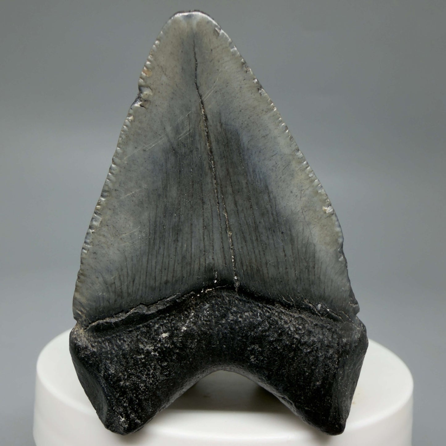 Back View Baby 2.16" Colorful Fossil Megalodon Tooth – South Carolina River Find | Authentic Megalodon Tooth CM6434