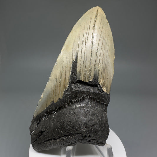 Affordable 4.51" Fossil Megalodon Tooth from North Carolina CM5217 - Front