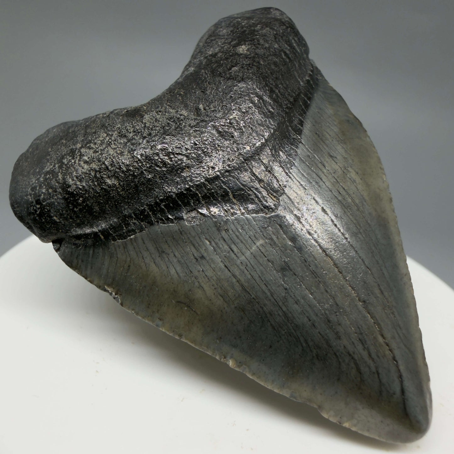 Front Left View Baby 2.16" Colorful Fossil Megalodon Tooth – South Carolina River Find | Authentic Megalodon Tooth CM6434