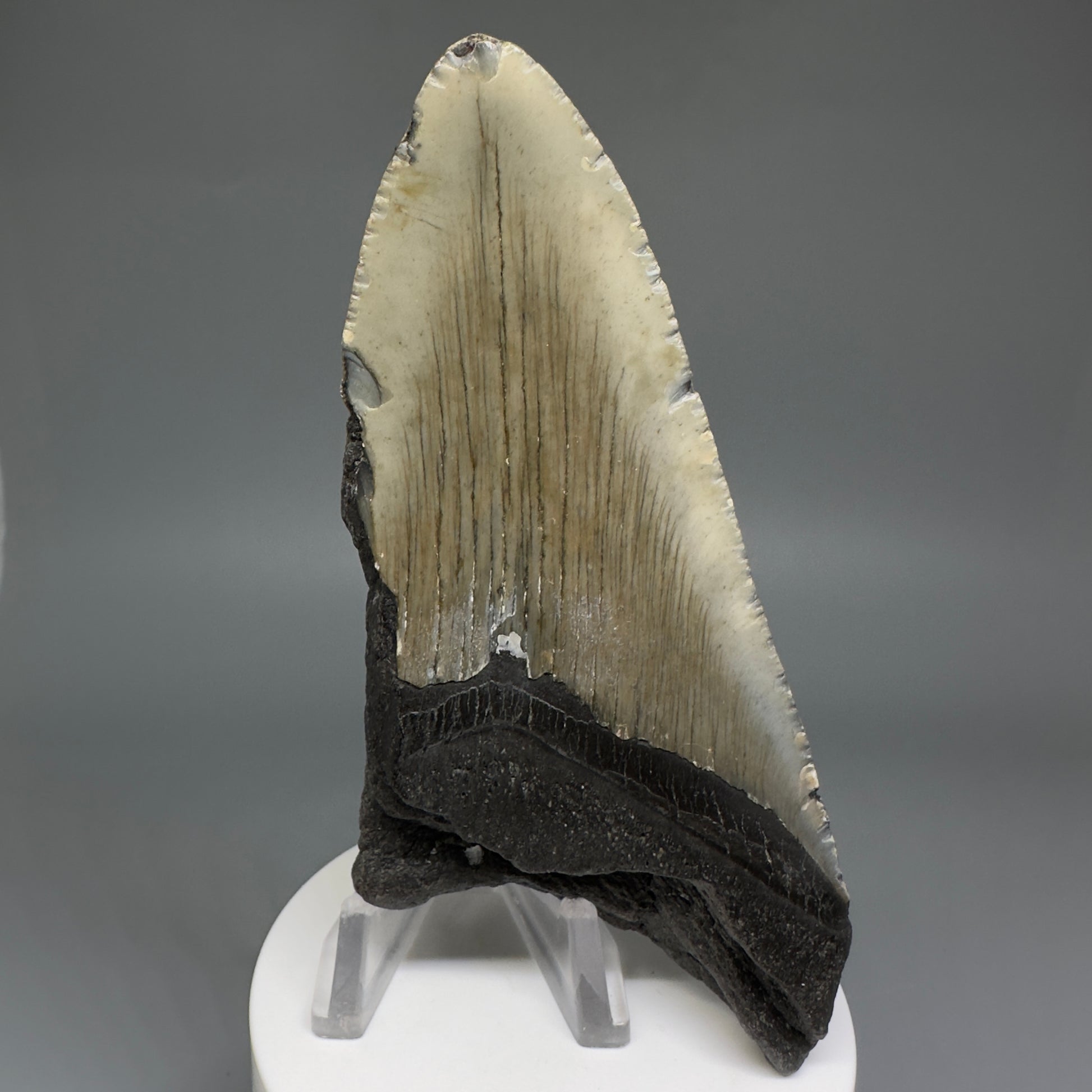 Affordable 4.51" Fossil Megalodon Tooth from North Carolina CM5217 - Back