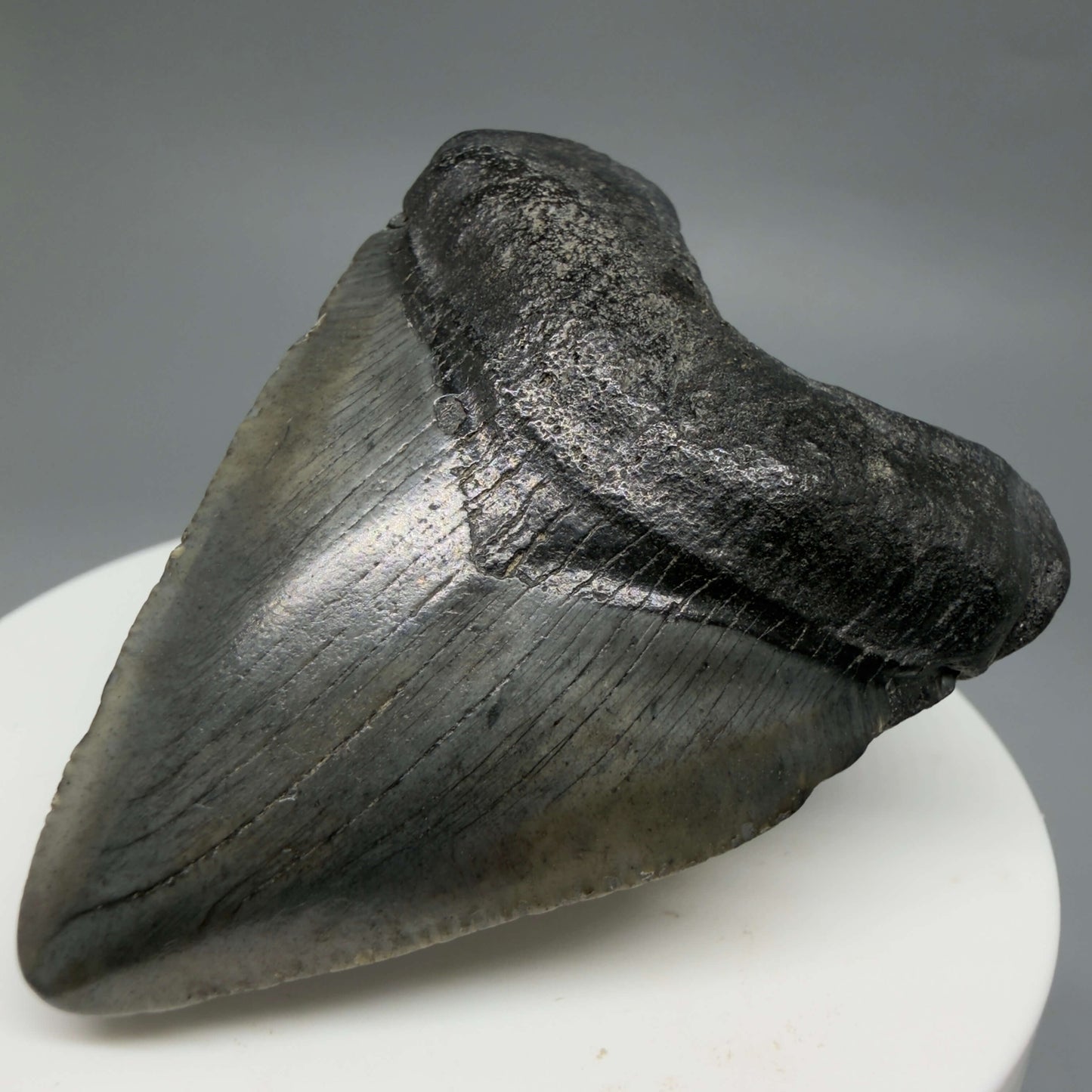 Front Right View Baby 2.16" Colorful Fossil Megalodon Tooth – South Carolina River Find | Authentic Megalodon Tooth CM6434