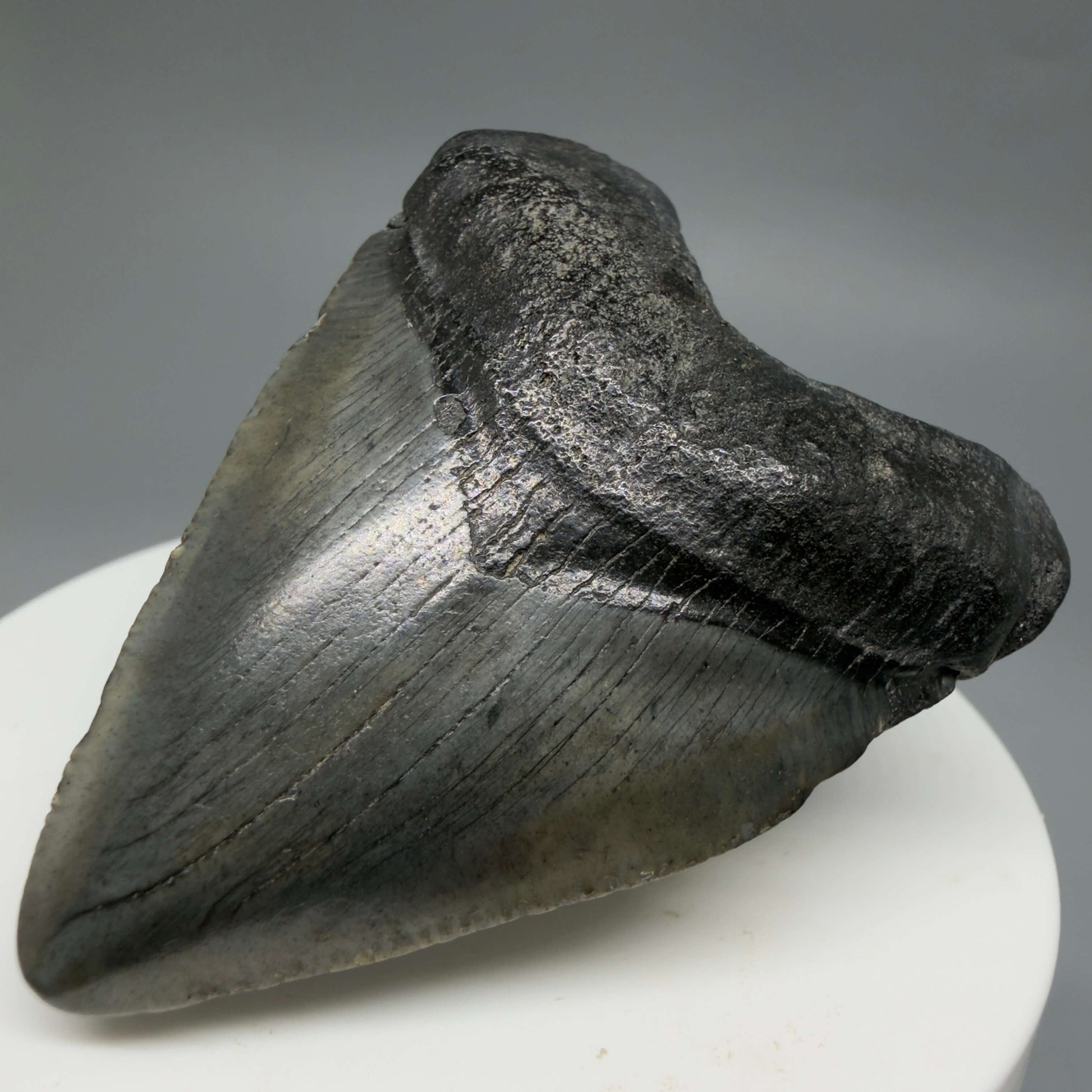 Front Right View Baby 2.16" Colorful Fossil Megalodon Tooth – South Carolina River Find | Authentic Megalodon Tooth CM6434