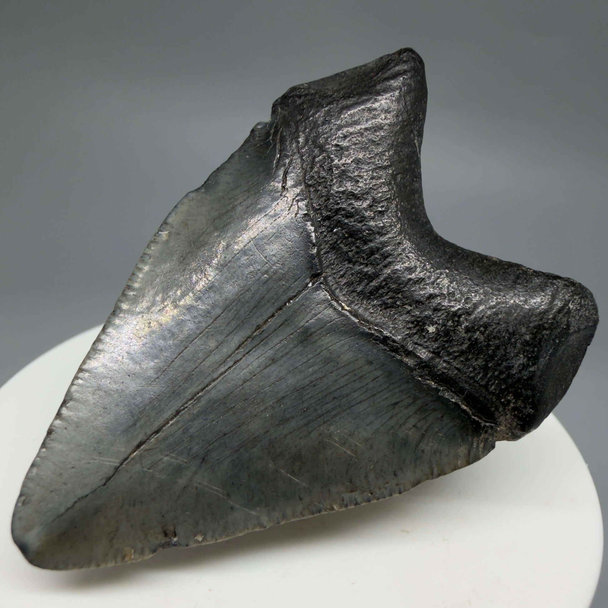Back RIght View Baby 2.16" Colorful Fossil Megalodon Tooth – South Carolina River Find | Authentic Megalodon Tooth CM6434