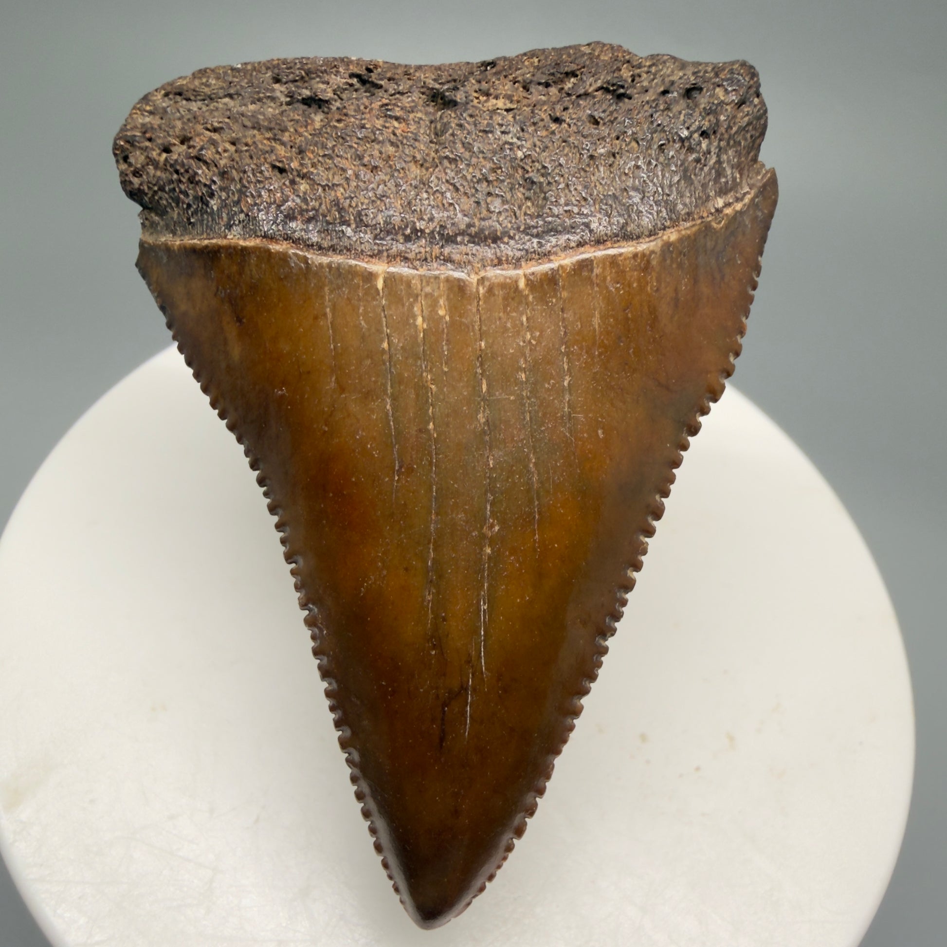 Front View 2.16" Fossil Great White Shark Tooth - Cooper River, SC - Colorful, sharply serrated GW1256 - 4