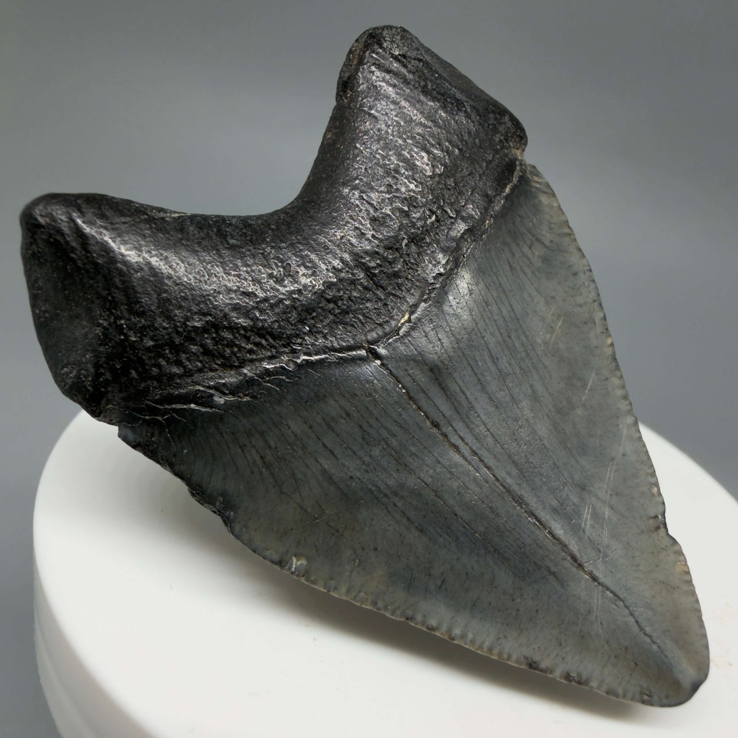 Back Left View Baby 2.16" Colorful Fossil Megalodon Tooth – South Carolina River Find | Authentic Megalodon Tooth CM6434
