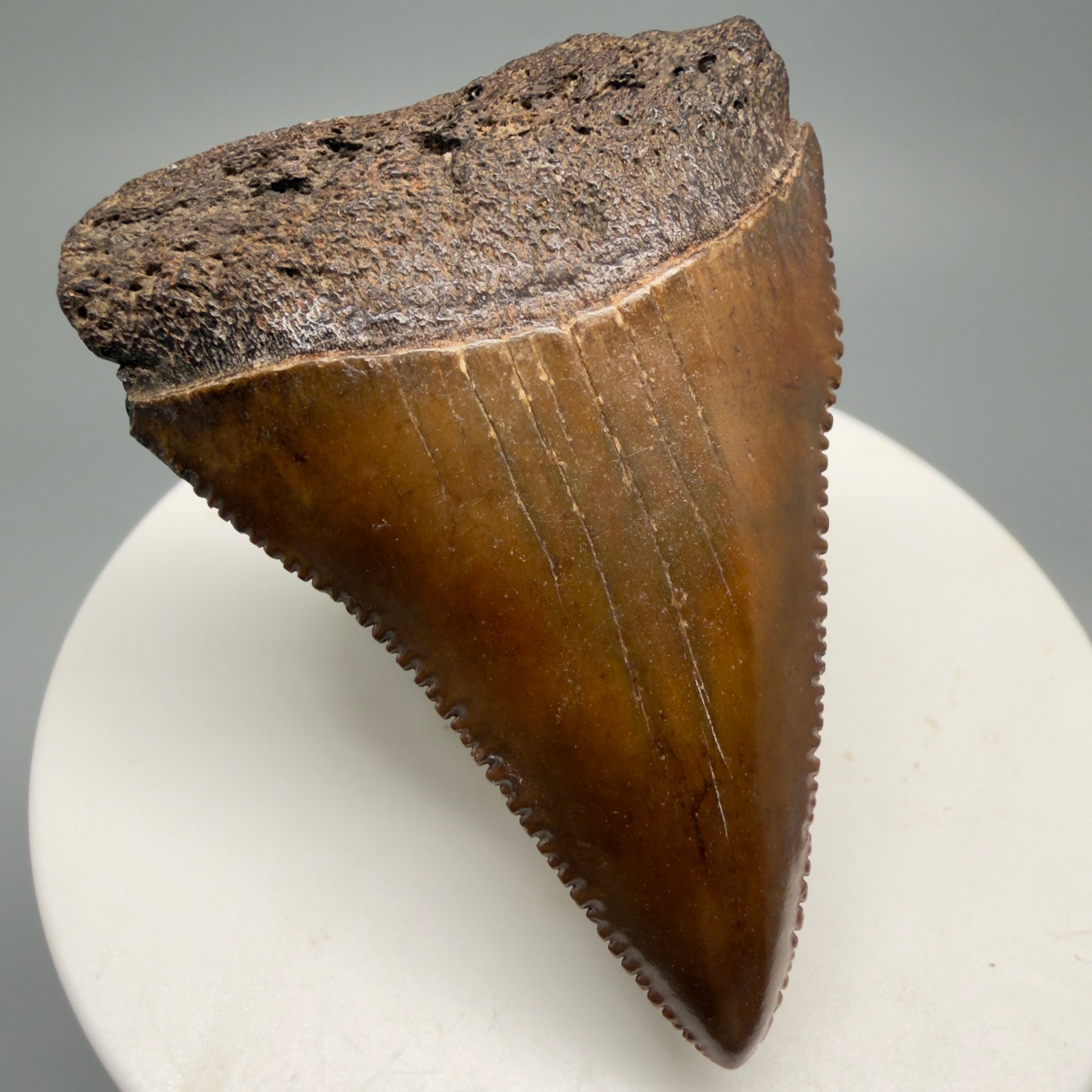 Front Left View 2.16" Fossil Great White Shark Tooth - Cooper River, SC - Colorful, sharply serrated GW1256 