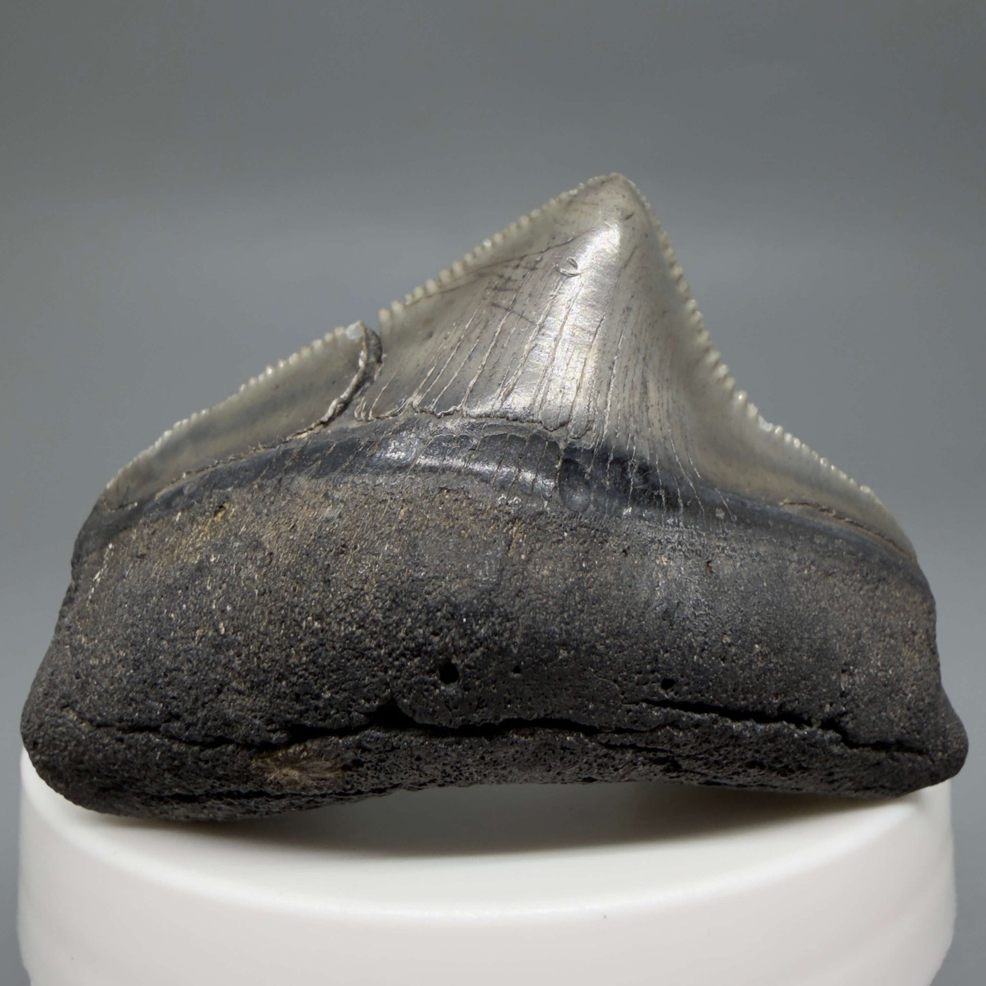 Front View HUGE posterior 2.16" Fossil Megalodon Tooth – South Carolina River Find | Authentic CM6443 - 1