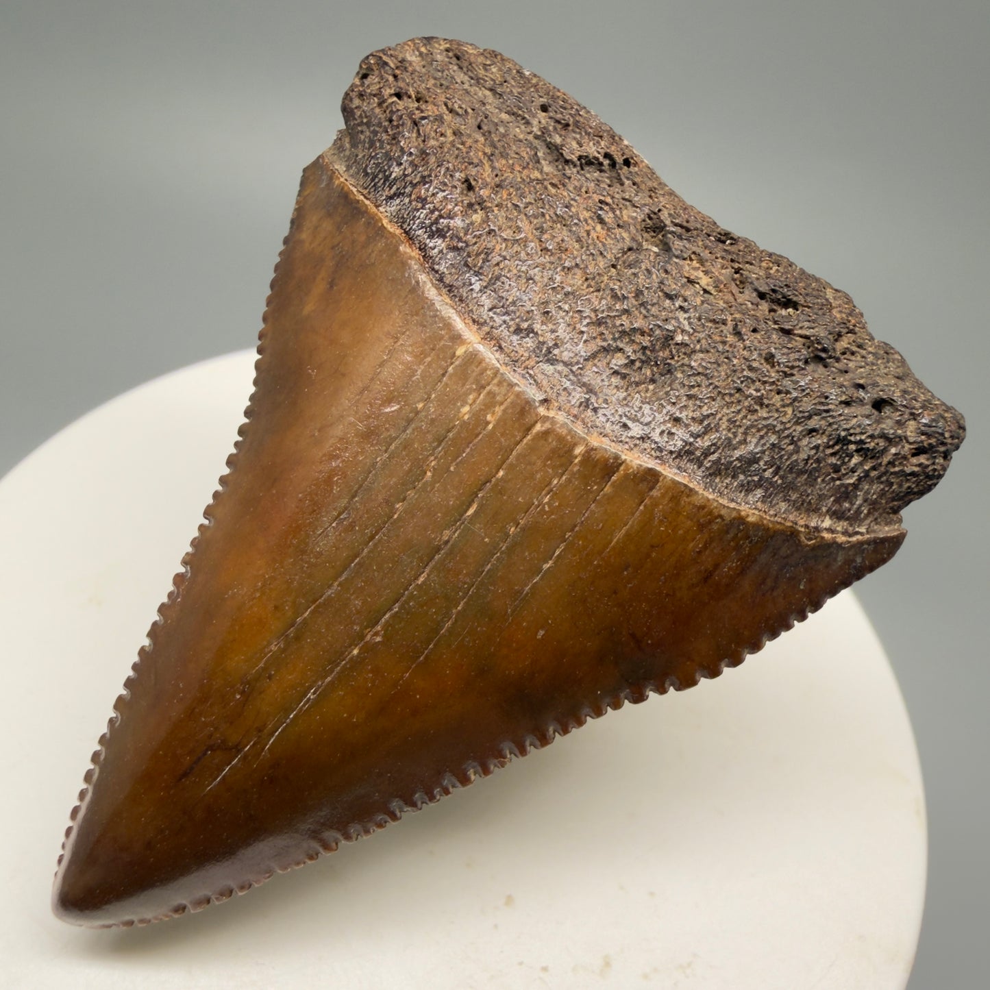 Front Right View 2.16" Fossil Great White Shark Tooth - Cooper River, SC - Colorful, sharply serrated GW1256 